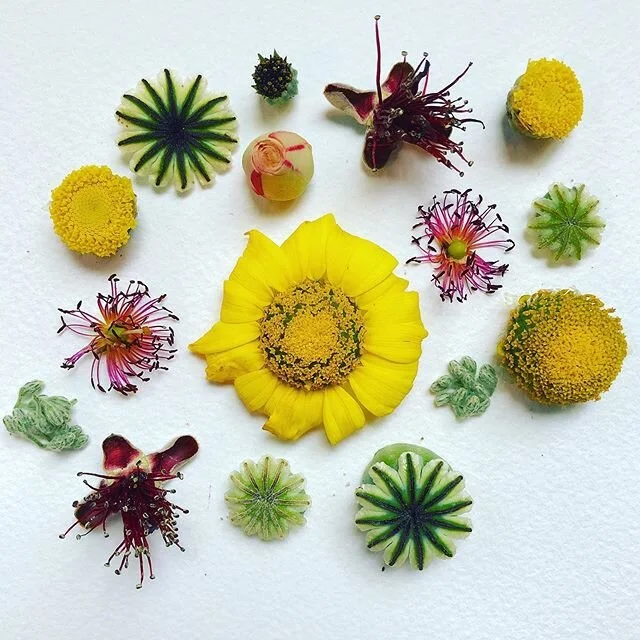46 | 100
A botanical constellation.
#100daysofMAKEmeditation #SpringHope #the100dayproject #ephemeralart #natureart #sustainableart #neighborhoodflowers #quarantineart #flowerart #MAKEmeditation  #plantpossibility #plantmeditation #design