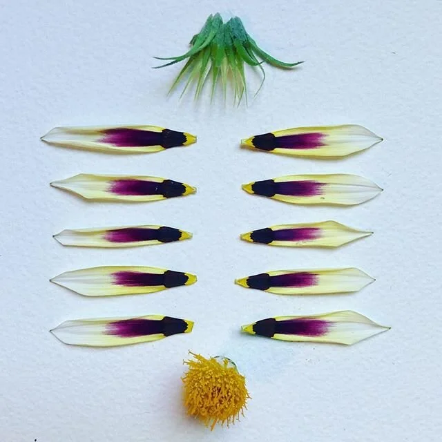 51 | 100
Bloom borrowed from Berkeley.
#100daysofMAKEmeditation #the100dayproject #ephemeralart #natureart #sustainableart #neighborhoodflowers #quarantineart #flowerart #MAKEmeditation  #plantpossibility #plantmeditation #designmystics #san