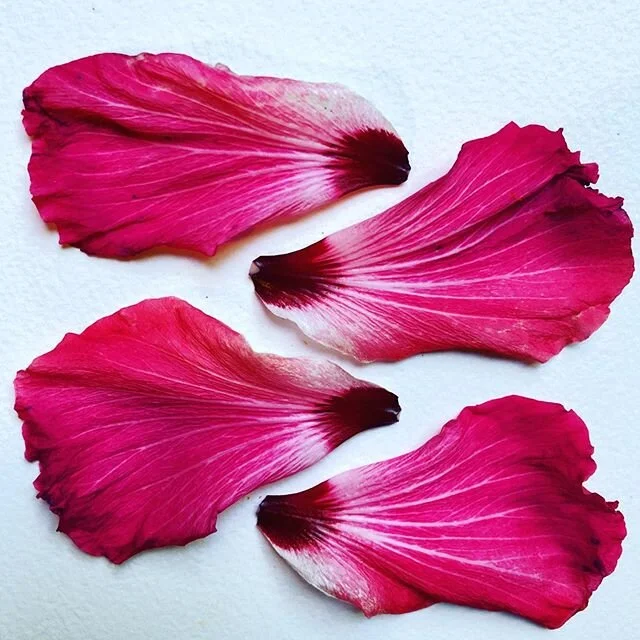 53 | 100
Ink-drop plumes.
#100daysofMAKEmeditation #the100dayproject #ephemeralart #natureart #sustainableart #neighborhoodflowers #quarantineart #flowerart #MAKEmeditation  #plantpossibility #plantmeditation #designmystics #sanfranciscoarti