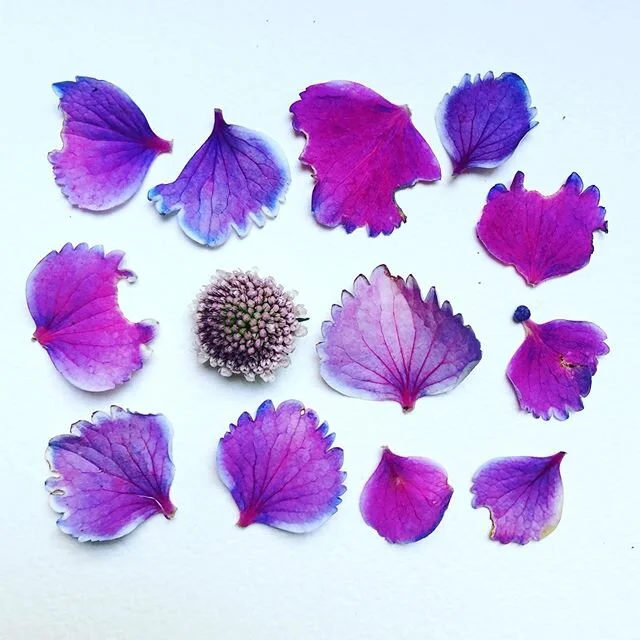 55 | 100
Petals or leaves? I LOVE this pink and purple palette.
#100daysofMAKEmeditation #the100dayproject #ephemeralart #natureart #sustainableart #neighborhoodflowers #quarantineart #flowerart #MAKEmeditation  #plantpossibility #plantme