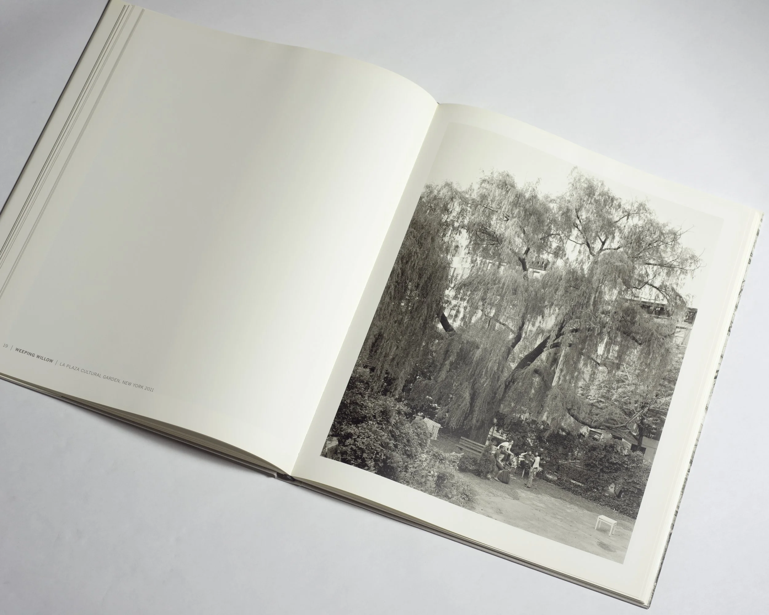 weeping willow copy.jpg