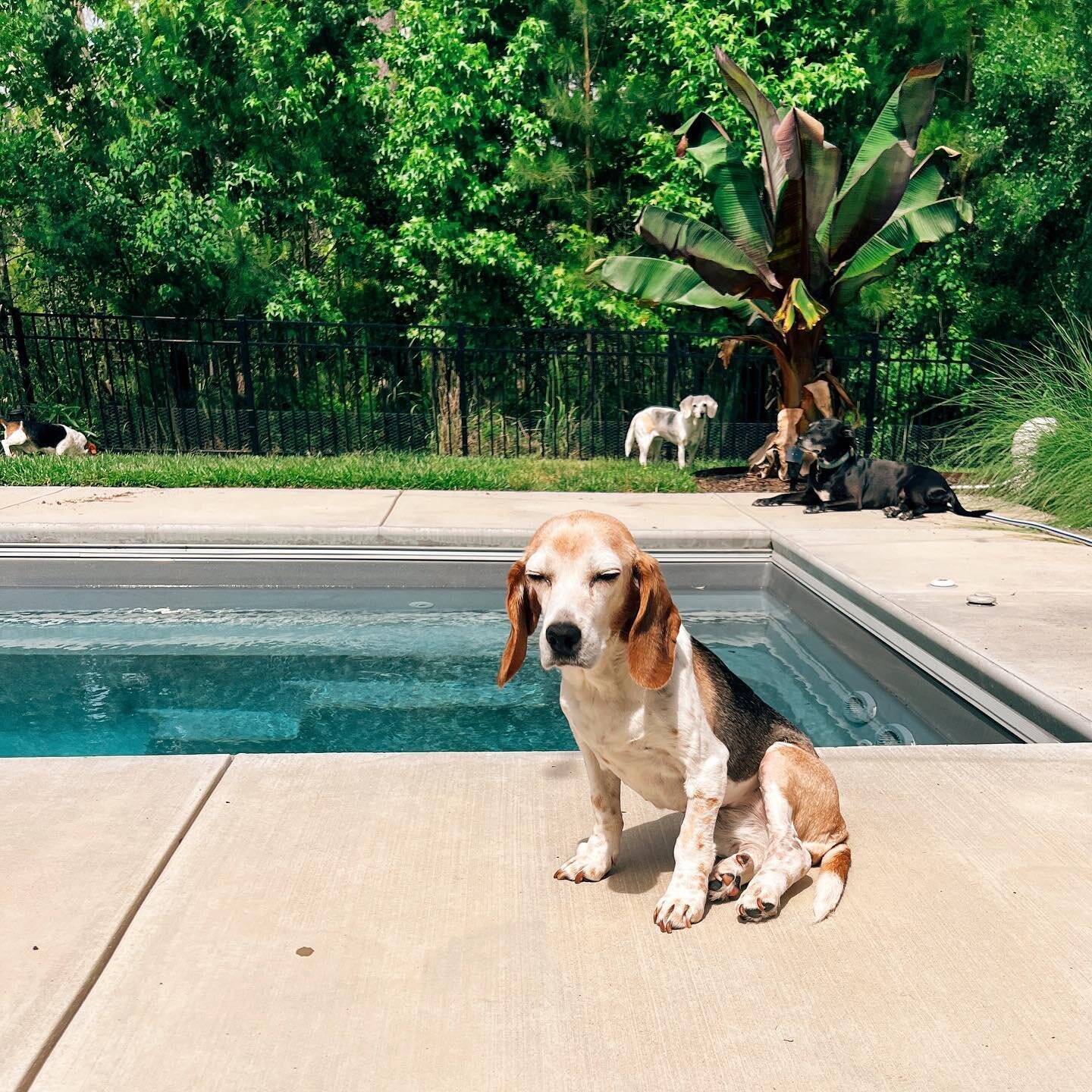 Sweet Dolly Dog is having a rough time right now with some health stuff, but she loves sunning herself by the pool. ❤️
#beaglegram #instabeagle #beaglelife #beaglesofinstagram #beaglelove #dogoftheday #dogsofinstagram