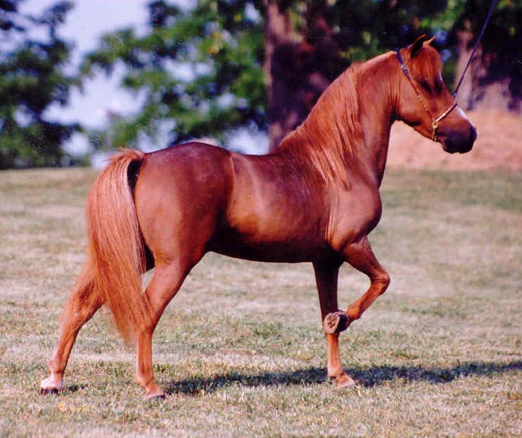 The famous Sids Rebel (31" tall) is Lil' Rebel's great grandsire