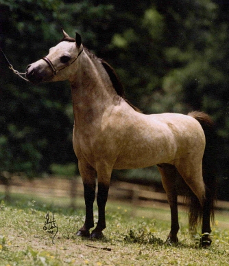 Houdini's sire: Little Kings Buck Echo. Photo credit Little Kings Farm