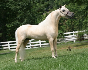 Houdini's dam's sire: Little Kings Psyched Up Buck. Photo credit Little Kings Farm
