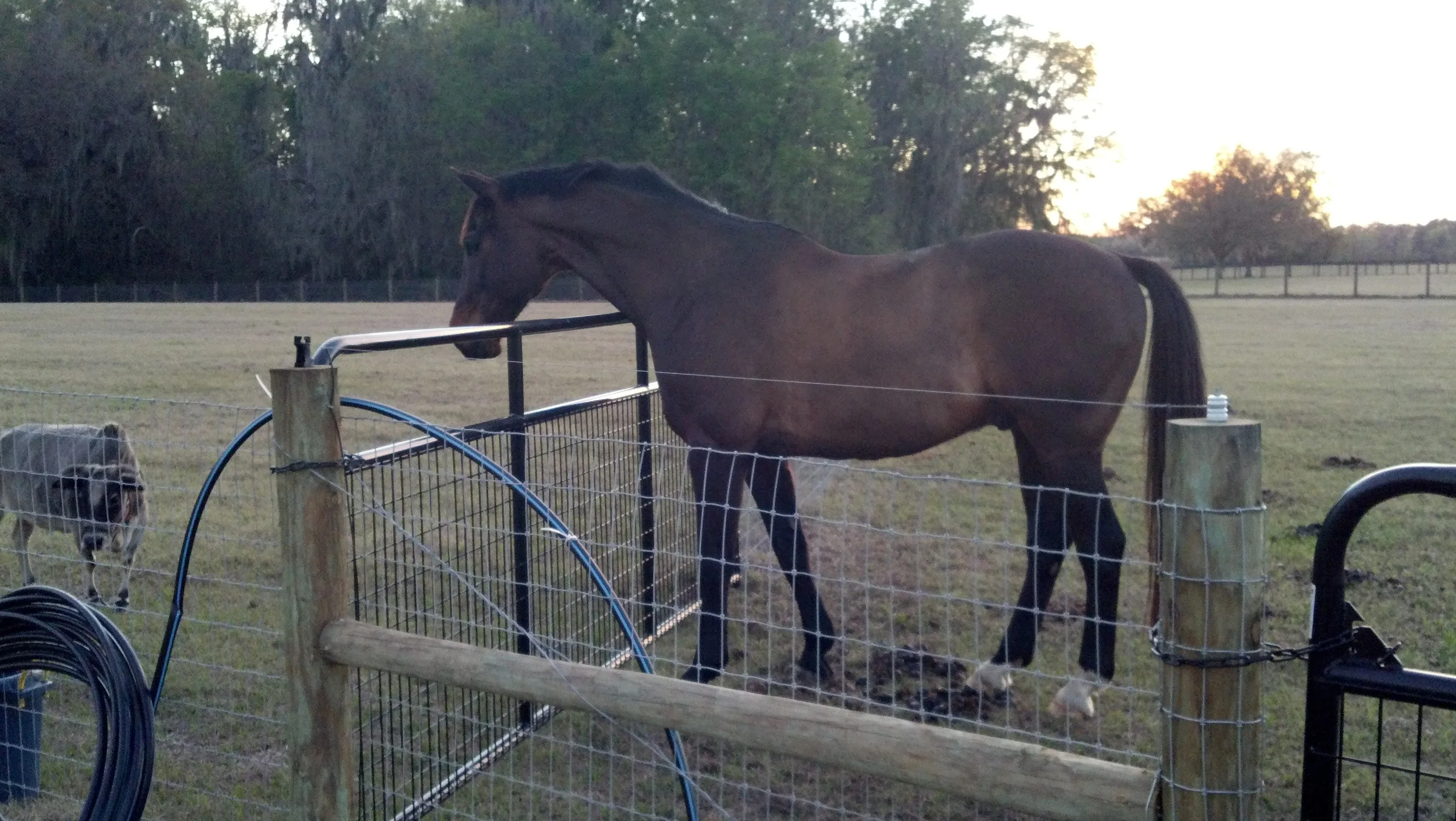 Bubba winter 2012/2013 with Zebu Eve. He is always interactive with humans as well as animals.