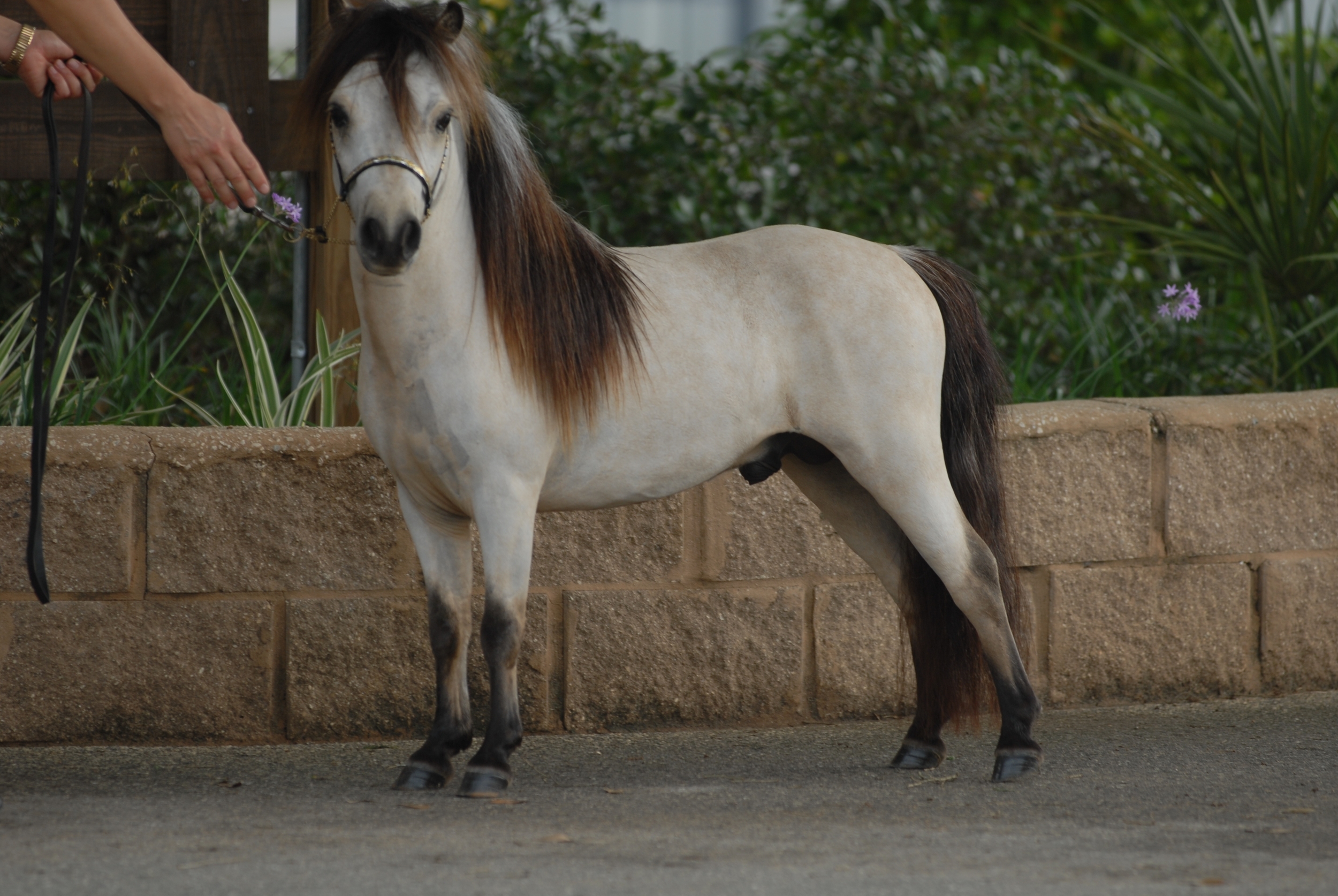 "Houdini" 2 years old, natural look = straight from the field, only body clipped, but no make up or color enhancements used