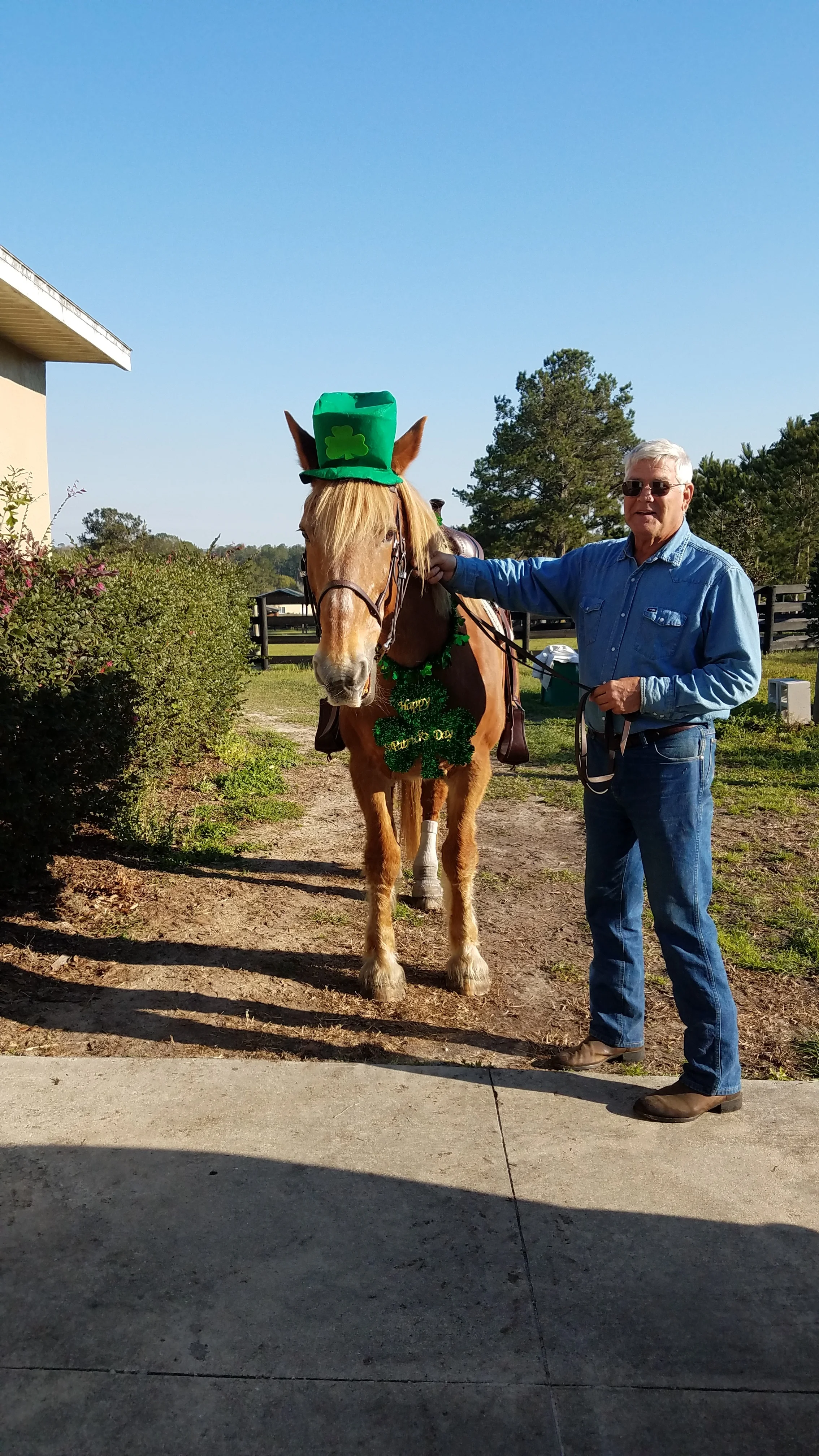 Retired Air Force and Commercial Airline pilot, now dressage student, Phil with his sweet mare, a Belgian draft/ Quarter horse cross.