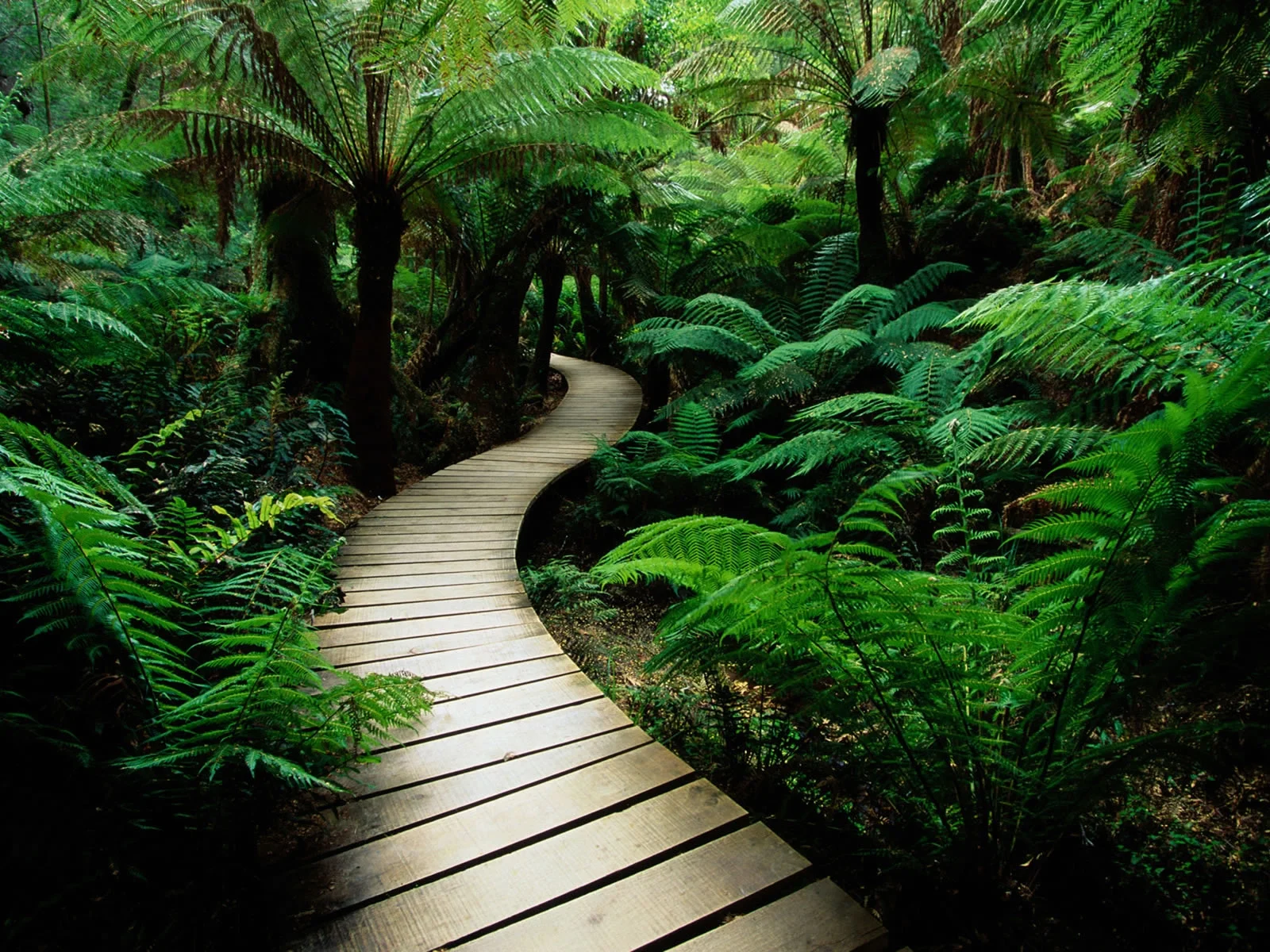 road-in-the-forest-wallpaper-hd-free-download-desktop-wallpapers.jpg