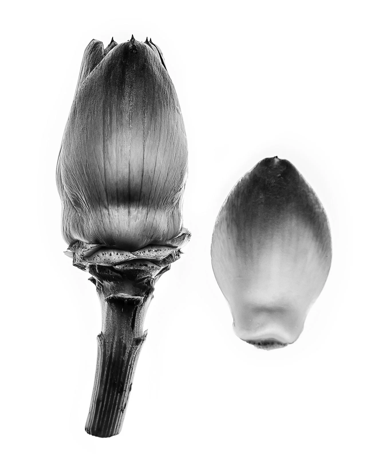 Artichoke2bw.jpg