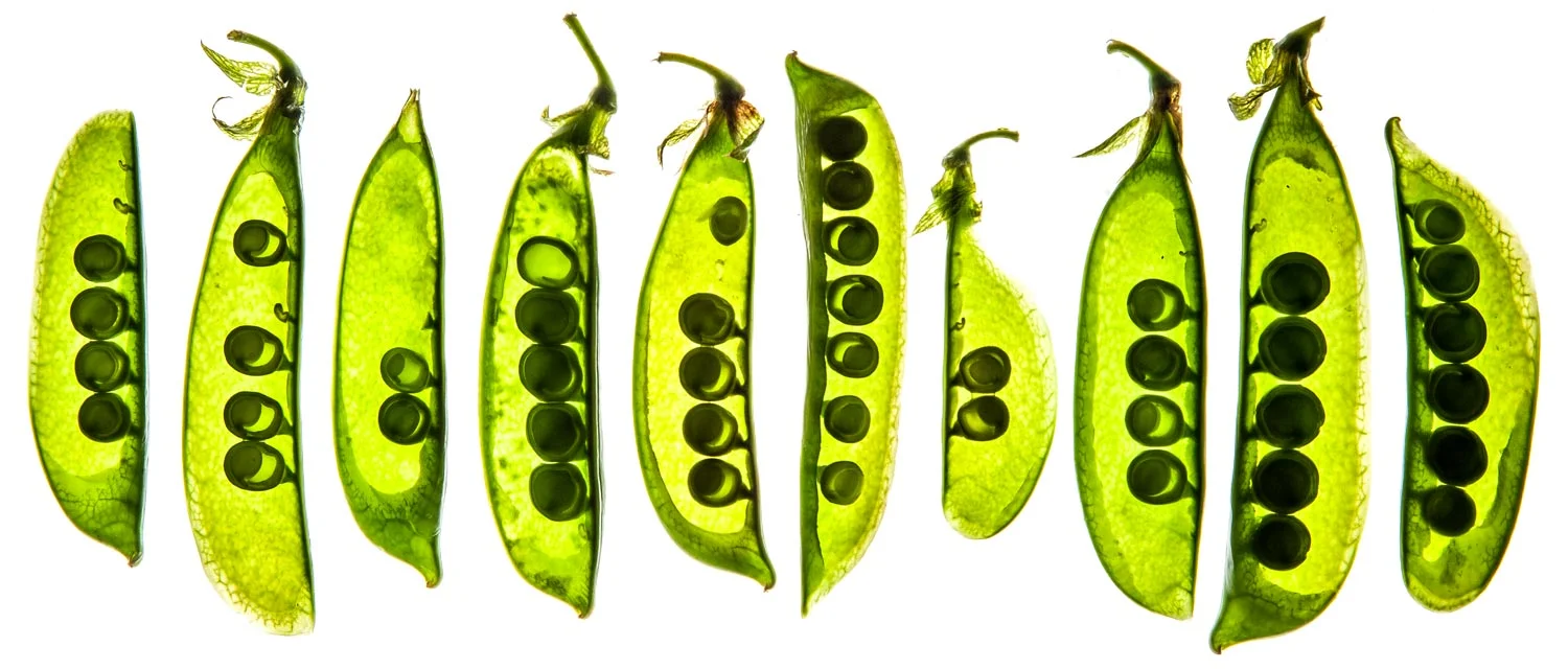 Peas-am.jpg
