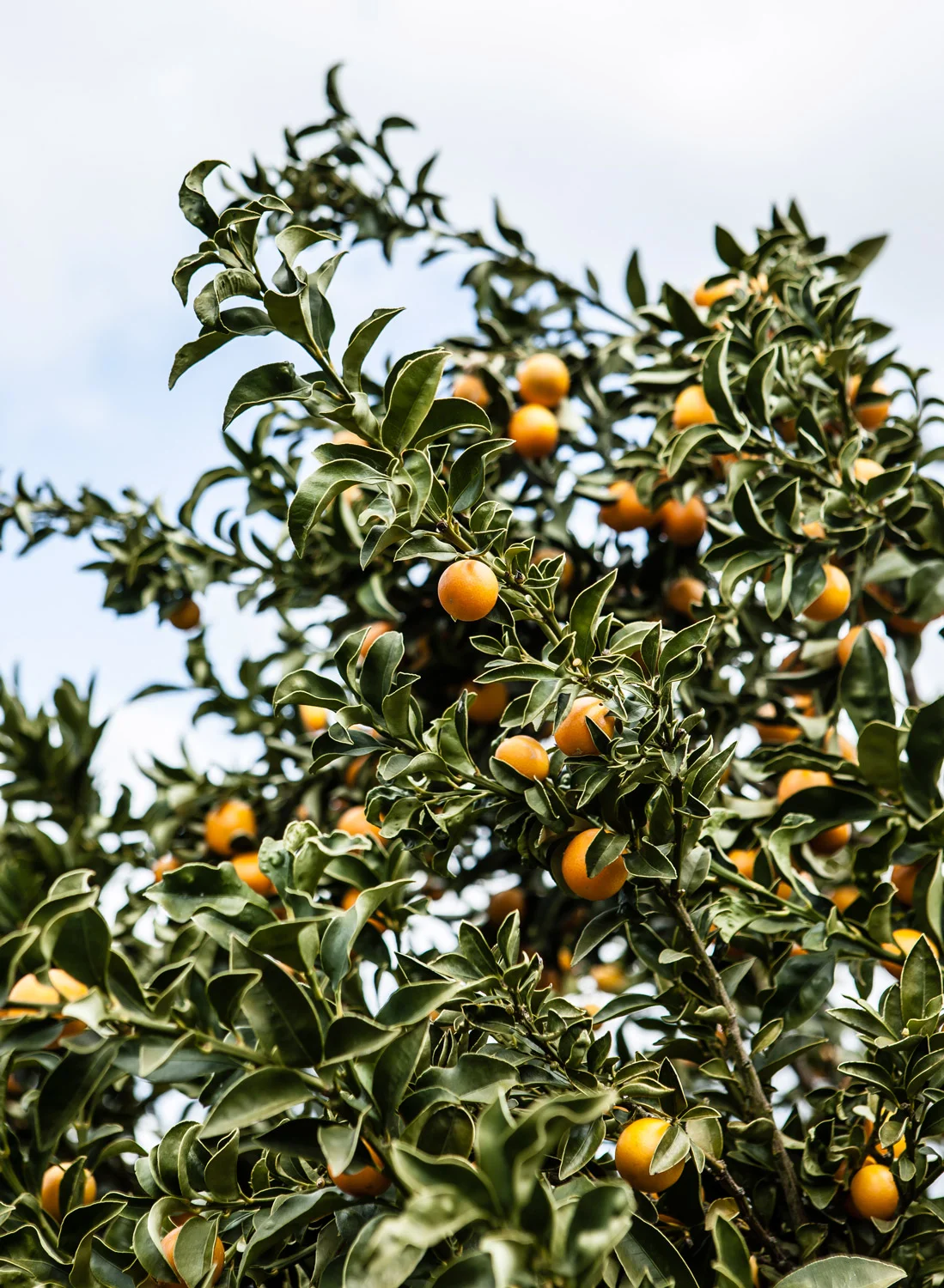 Kumquats.jpg