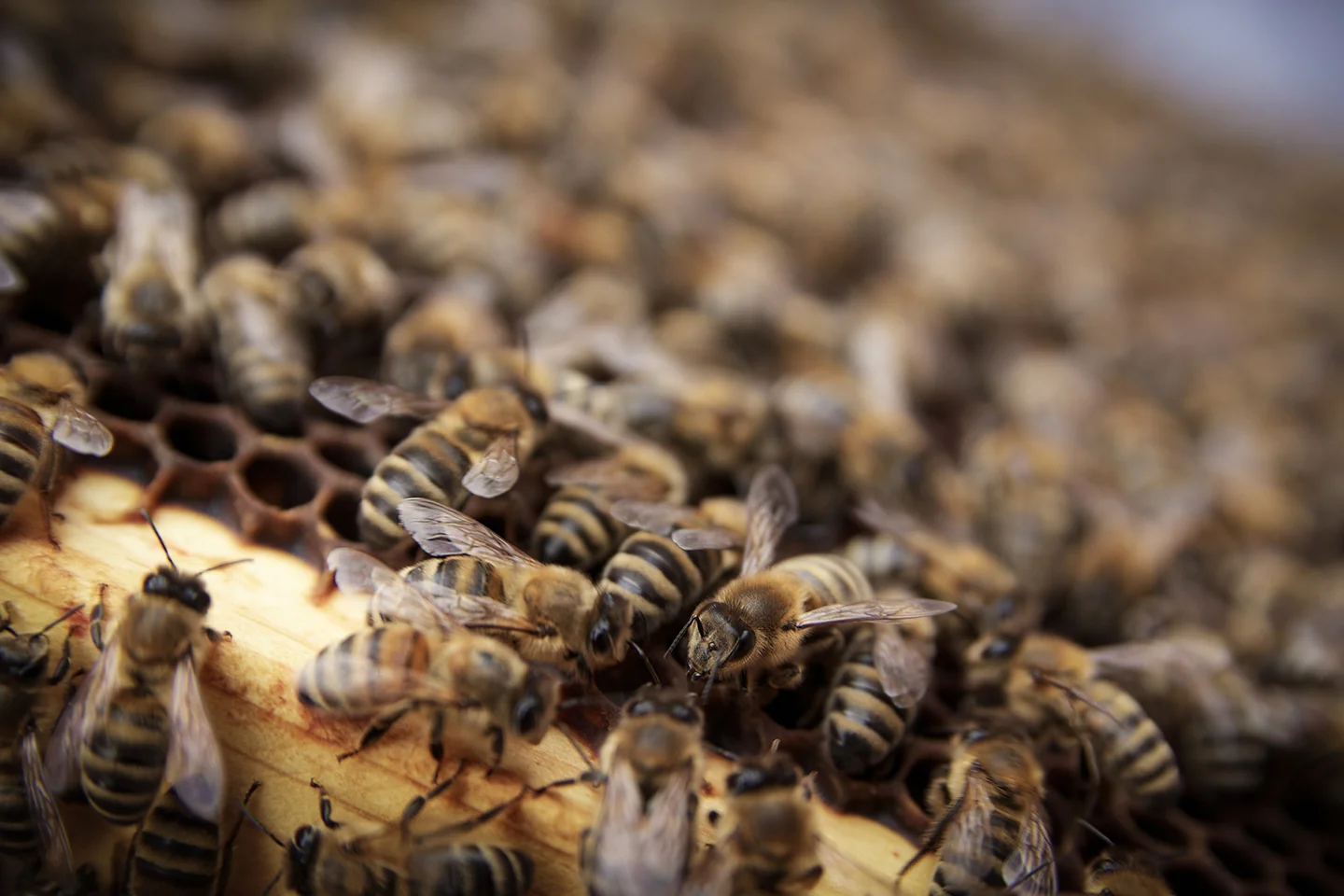 HFG-BEES-WEB11.jpg