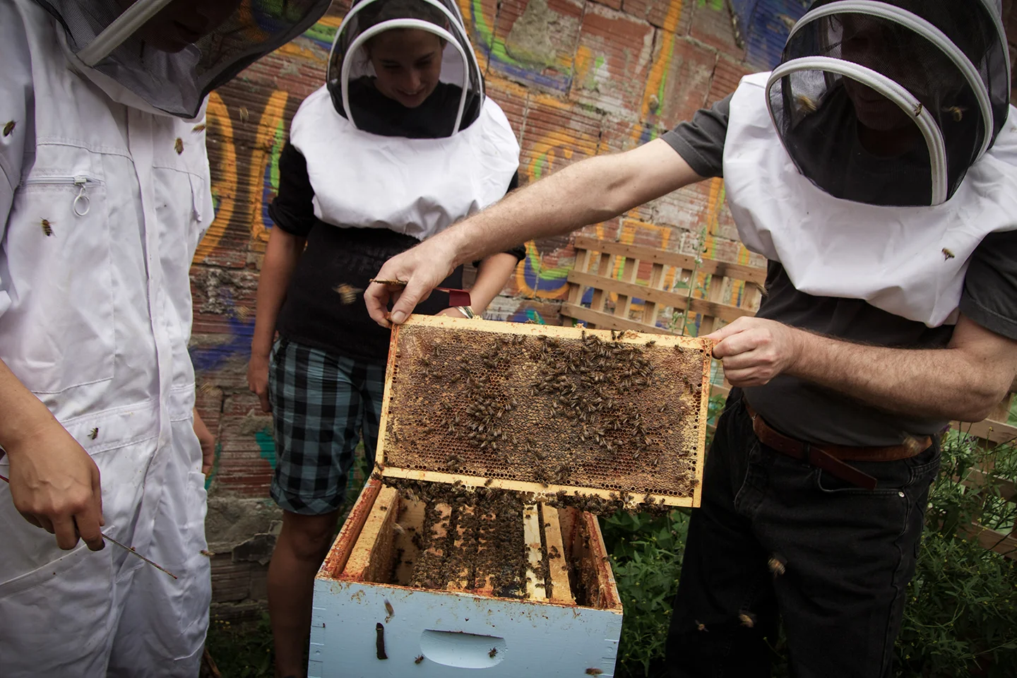 HFG-BEES-WEB6.jpg