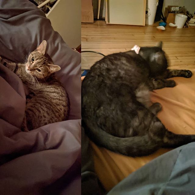 Yesterday these two were hissing at each other, now we're all sleeping on the same bed.