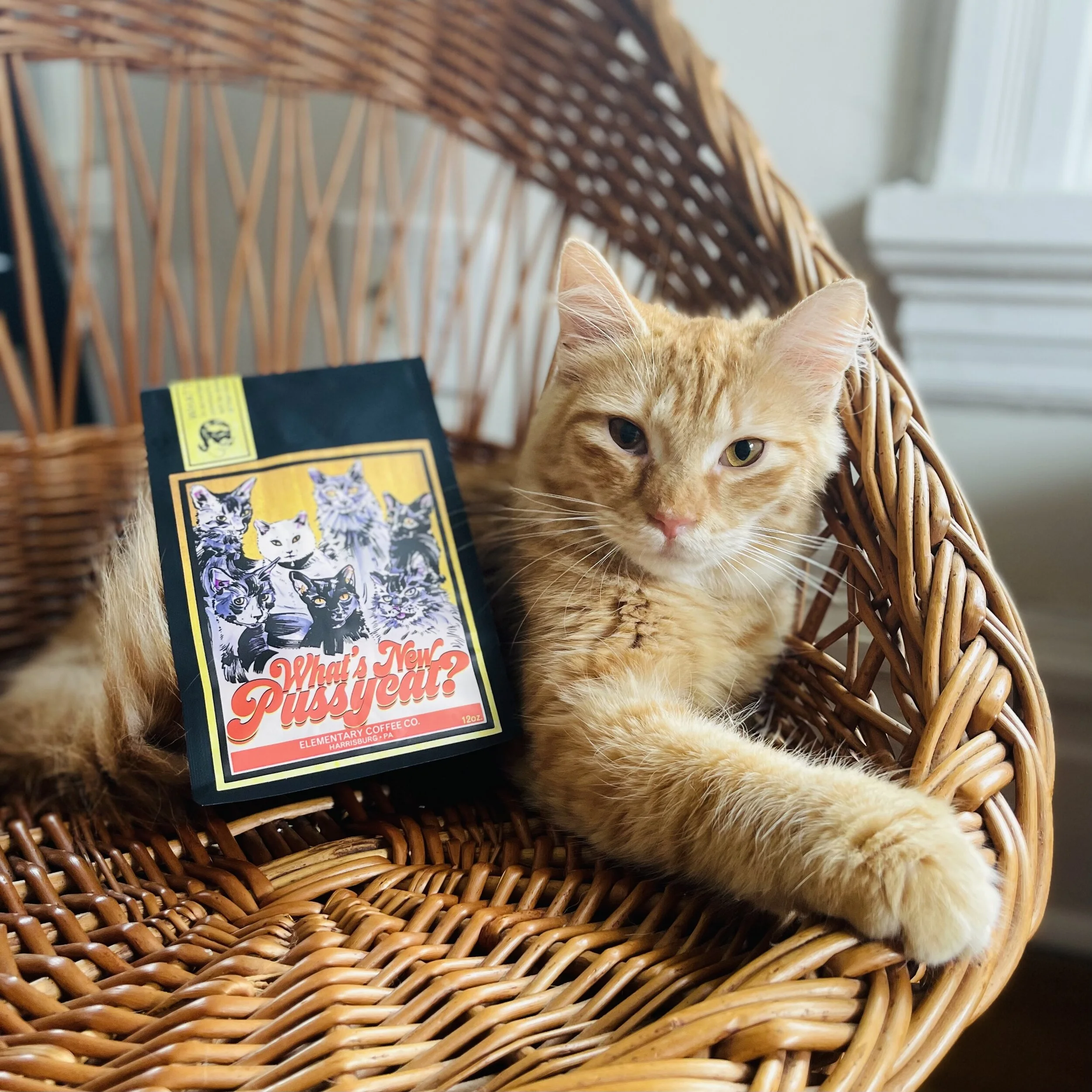 What's New Pussycat?