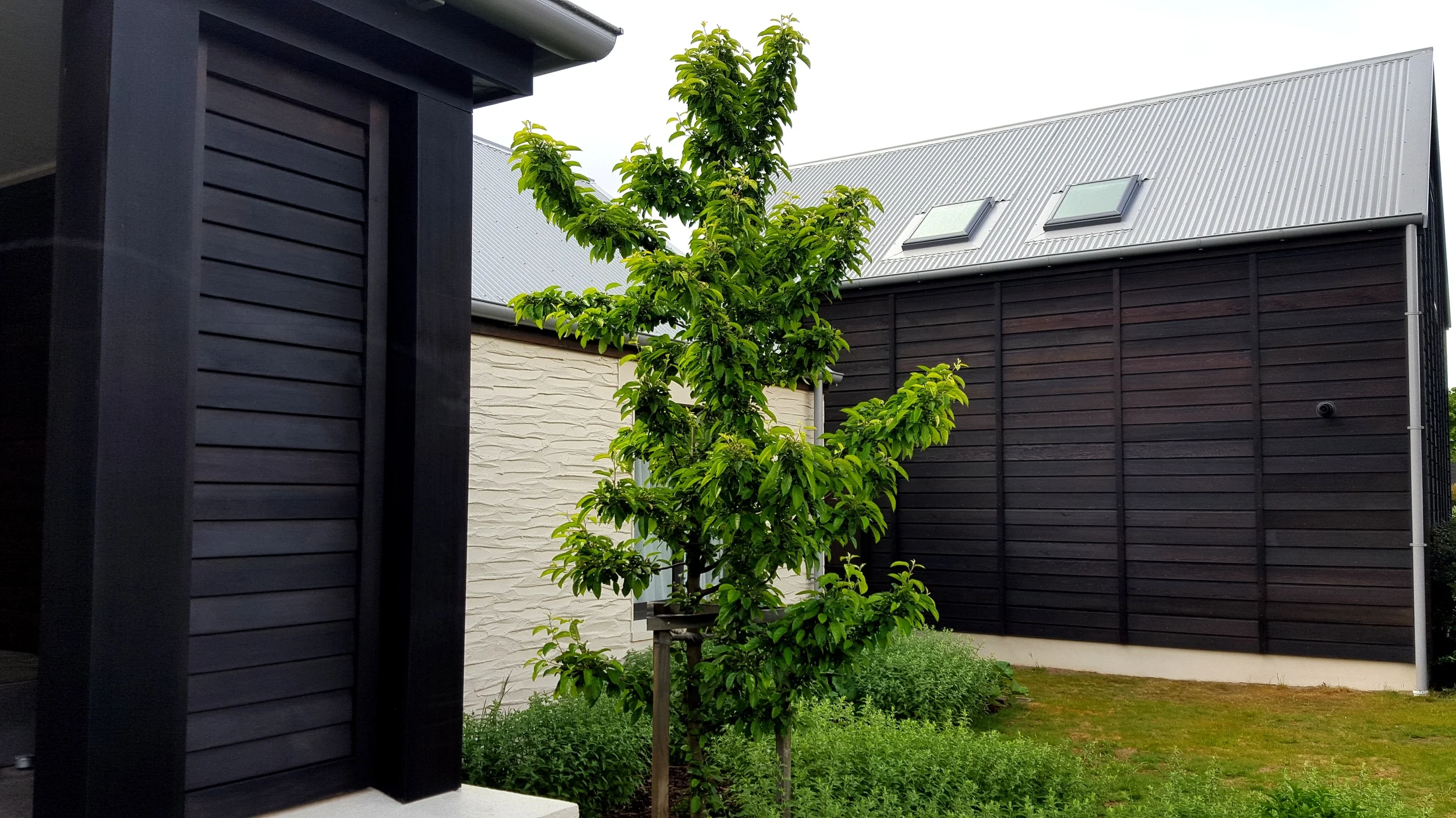 Triple Black Ash on cedar