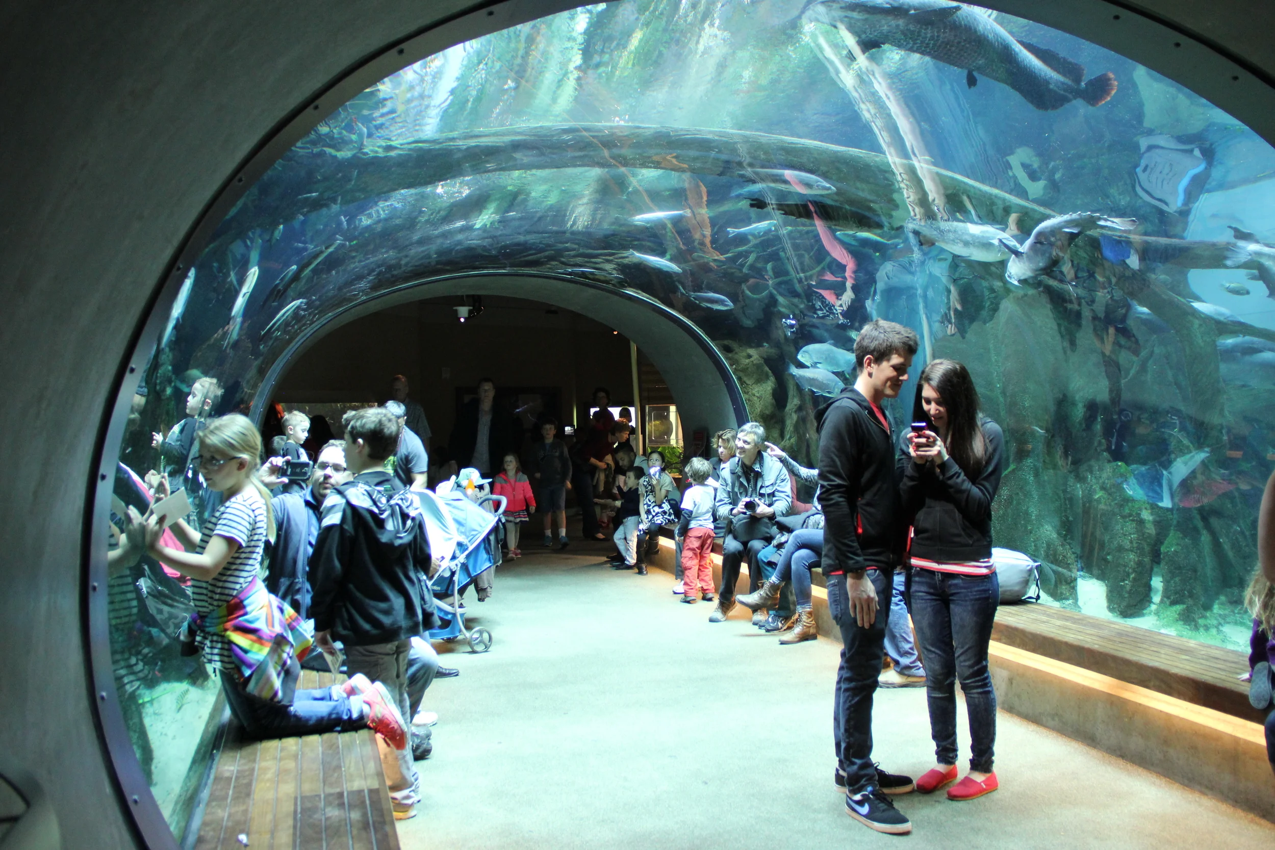California Academy of Sciences | San Francisco