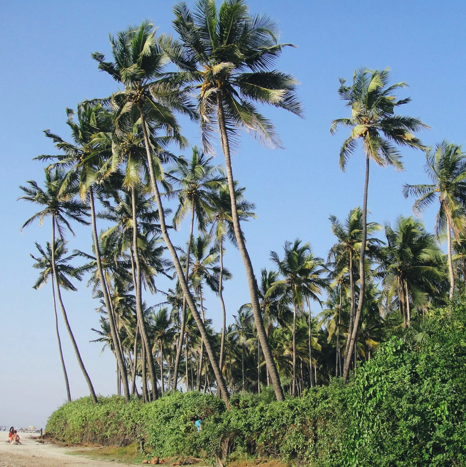 La Plage | Goa, India