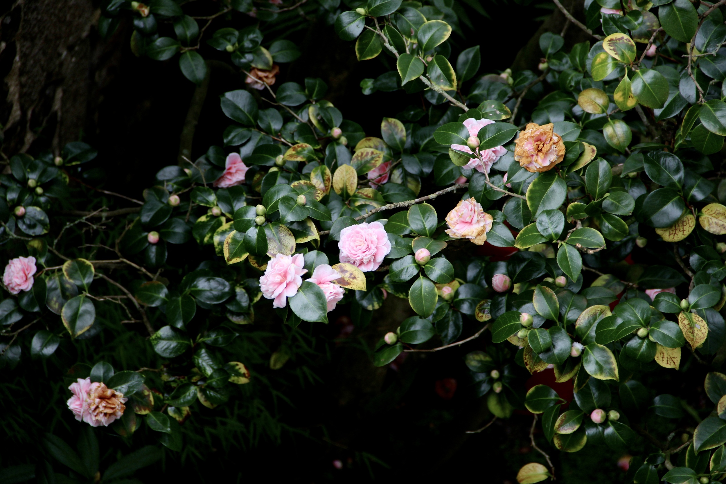 Camelia flowers blooming in the garden at La Maison Pavie, Dinan, France