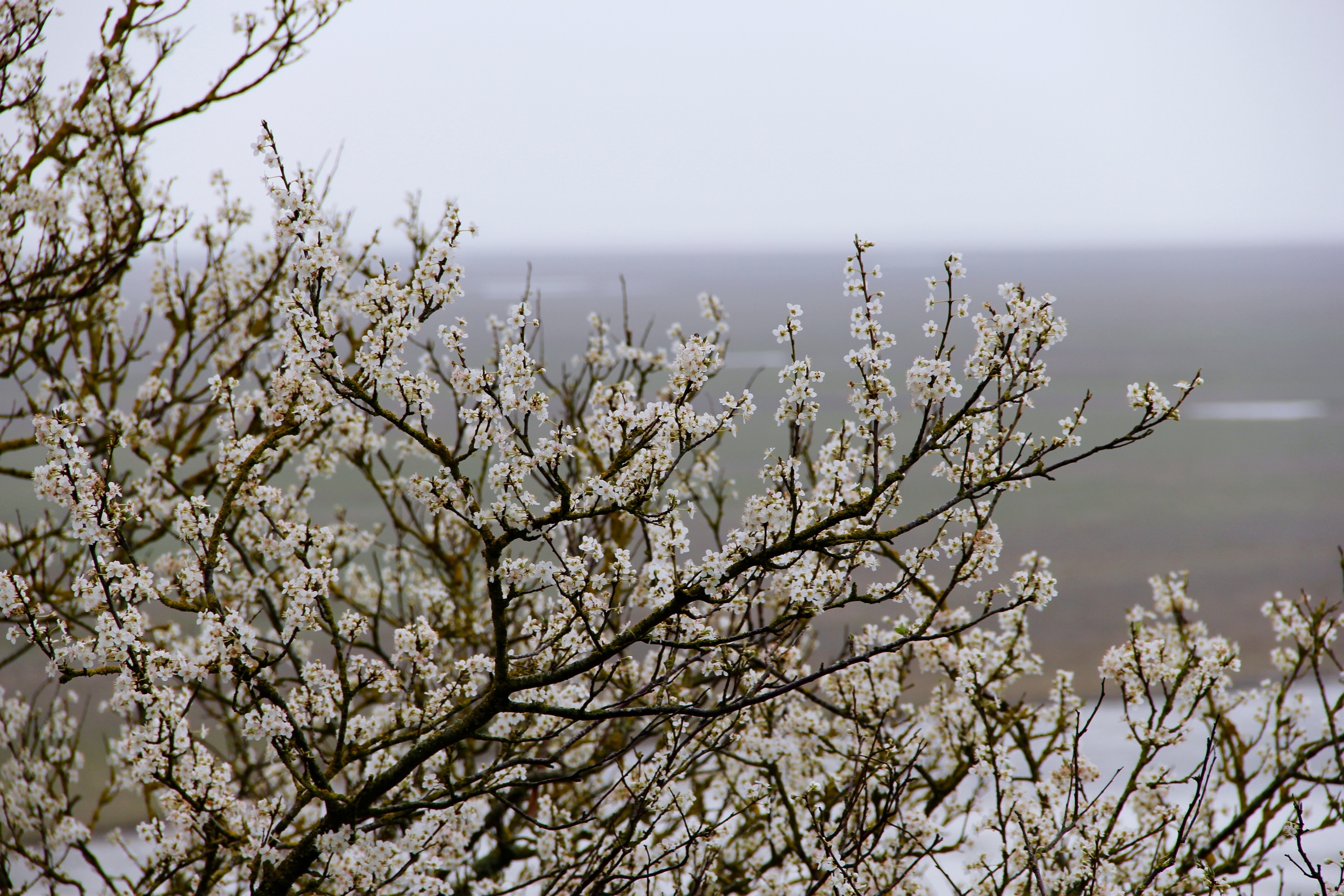 Spring flowers at Mont St Michel