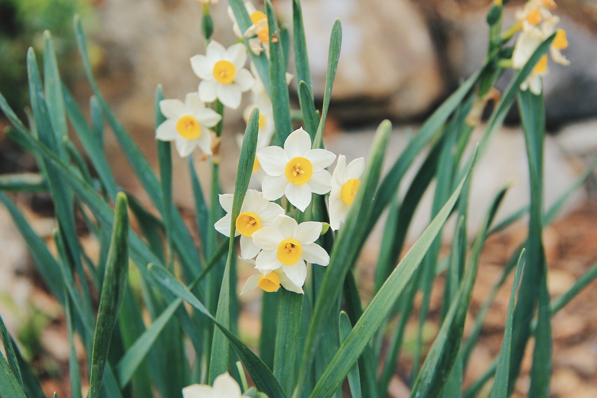 Daffodils