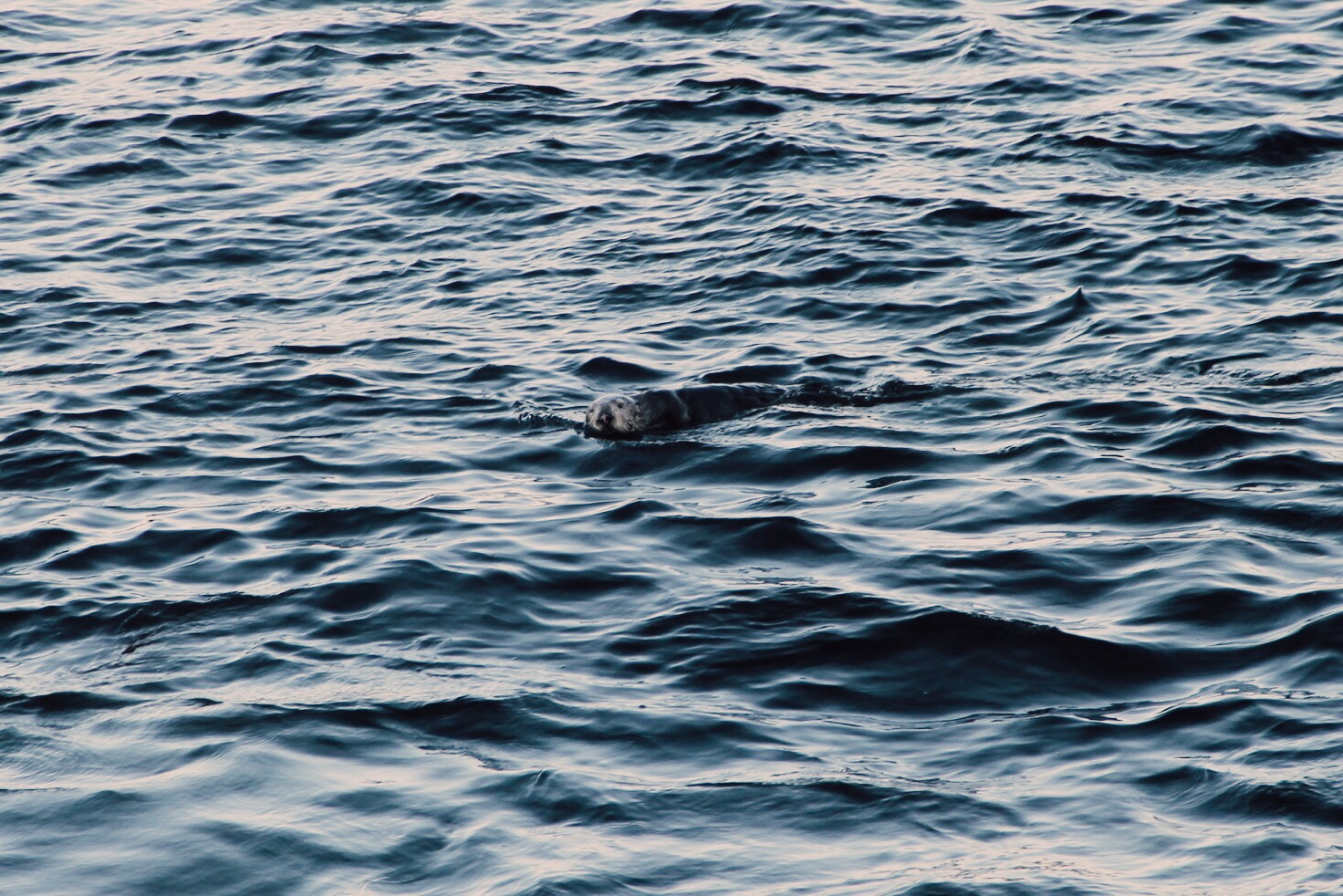 Sea Otters!