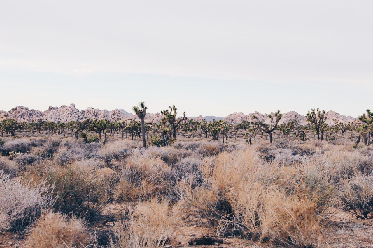 Joshua Tree Desert