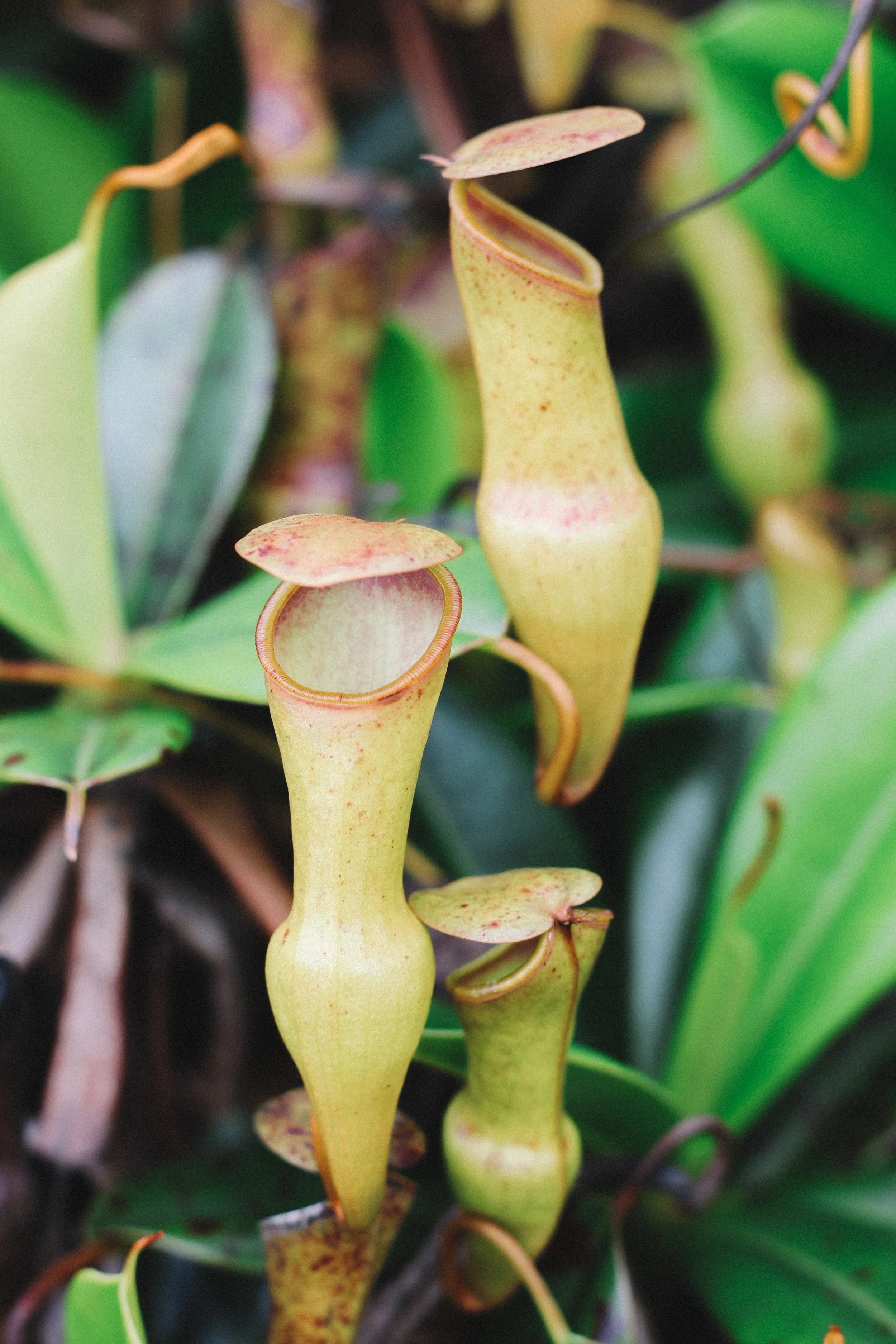 The carnivorous pitcher plant on the Copalia Trail, Mahe, Seychelles