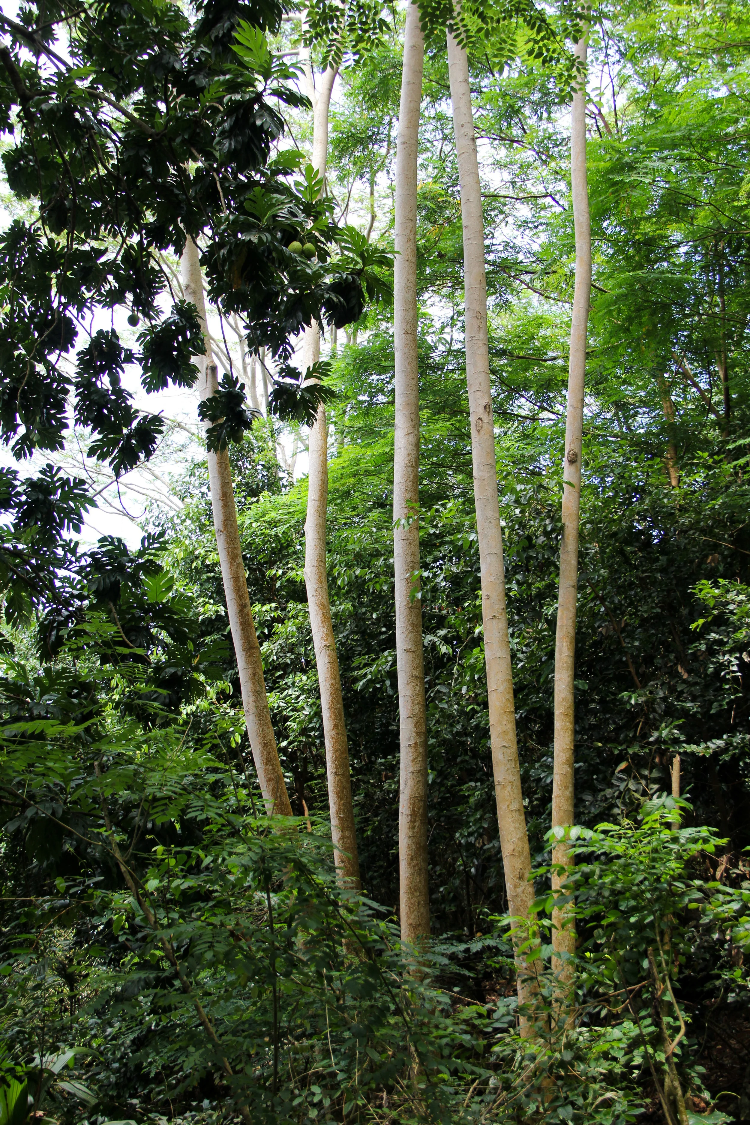 Hiking in the forest during Anse Major trail