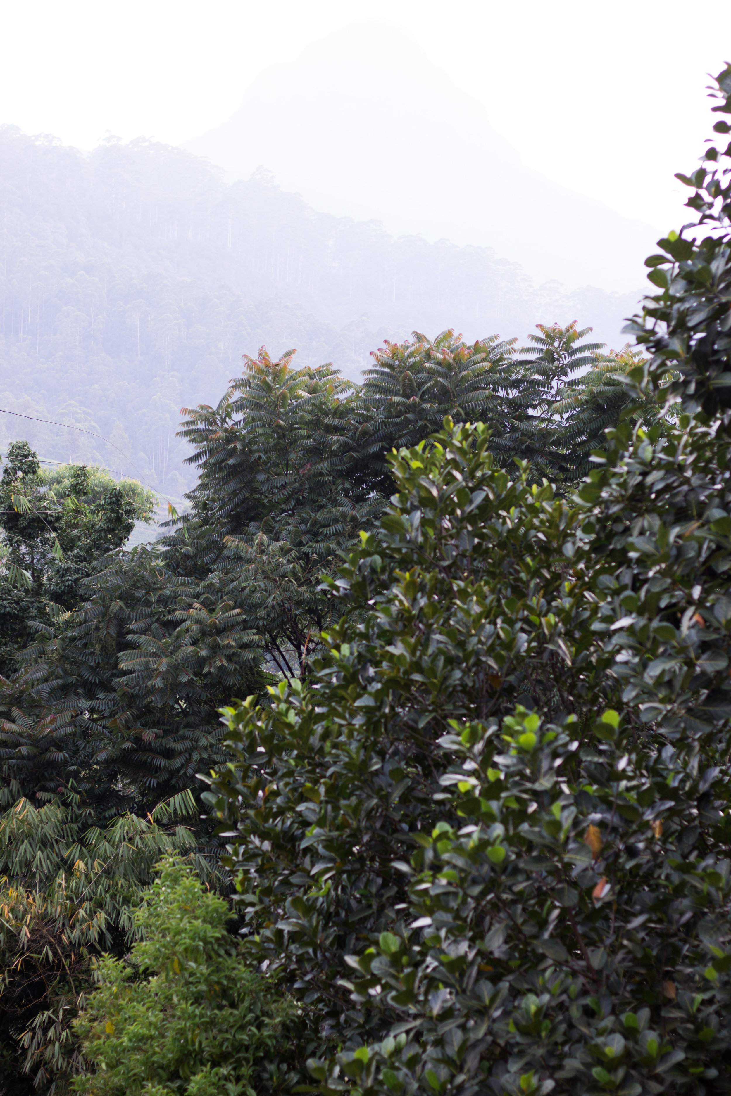 Sri Lanka Adam's Peak-3.jpg