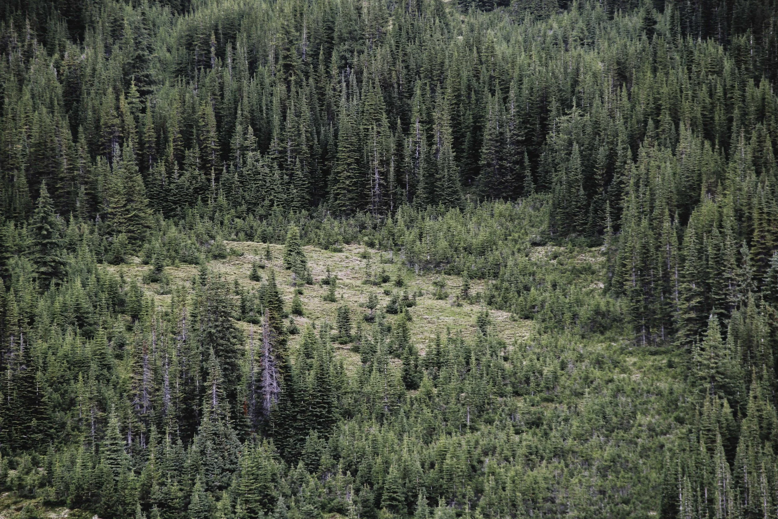 Hiking the Skyline Trail | Beyond Ordinary Guides-84.jpg