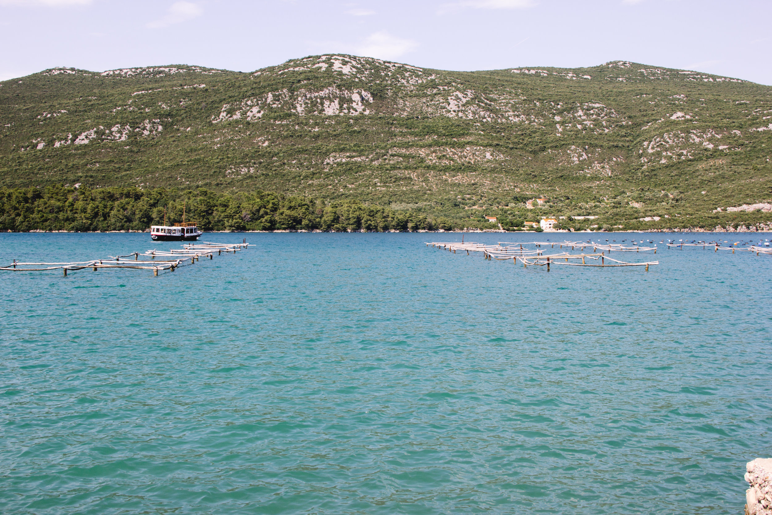 oysters in ston, croatia.jpg