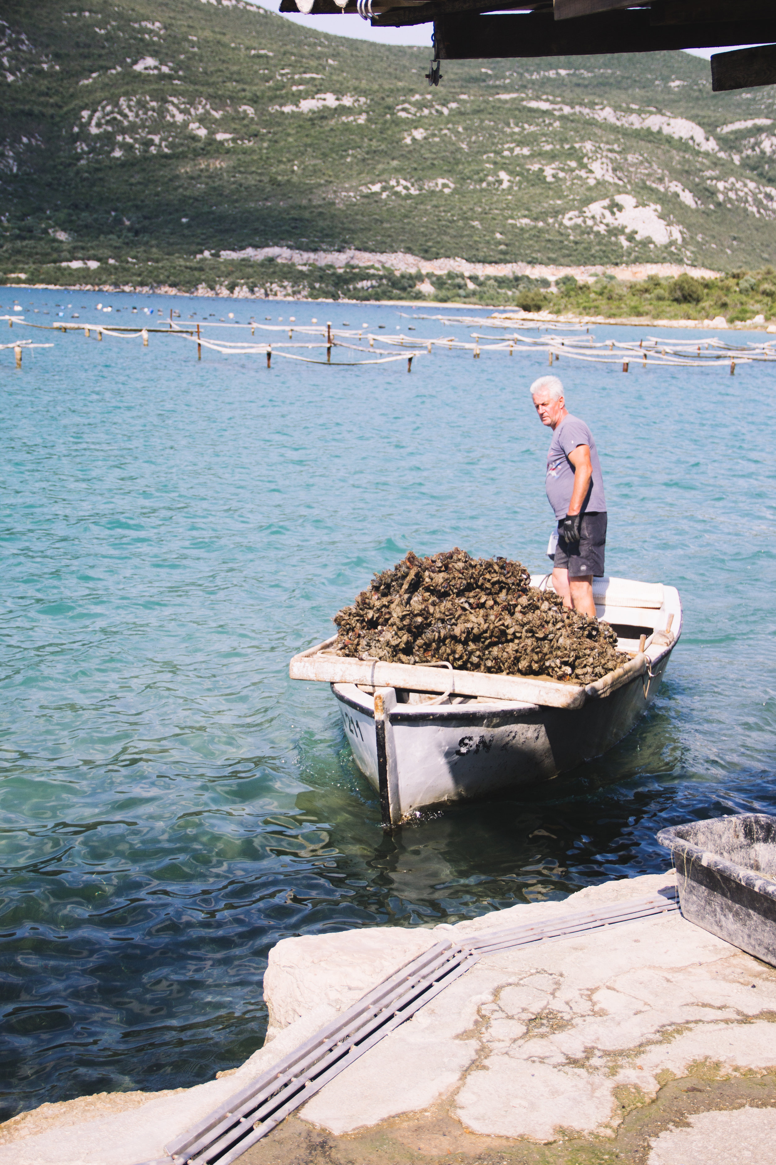 oysters in ston, croatia-11.jpg