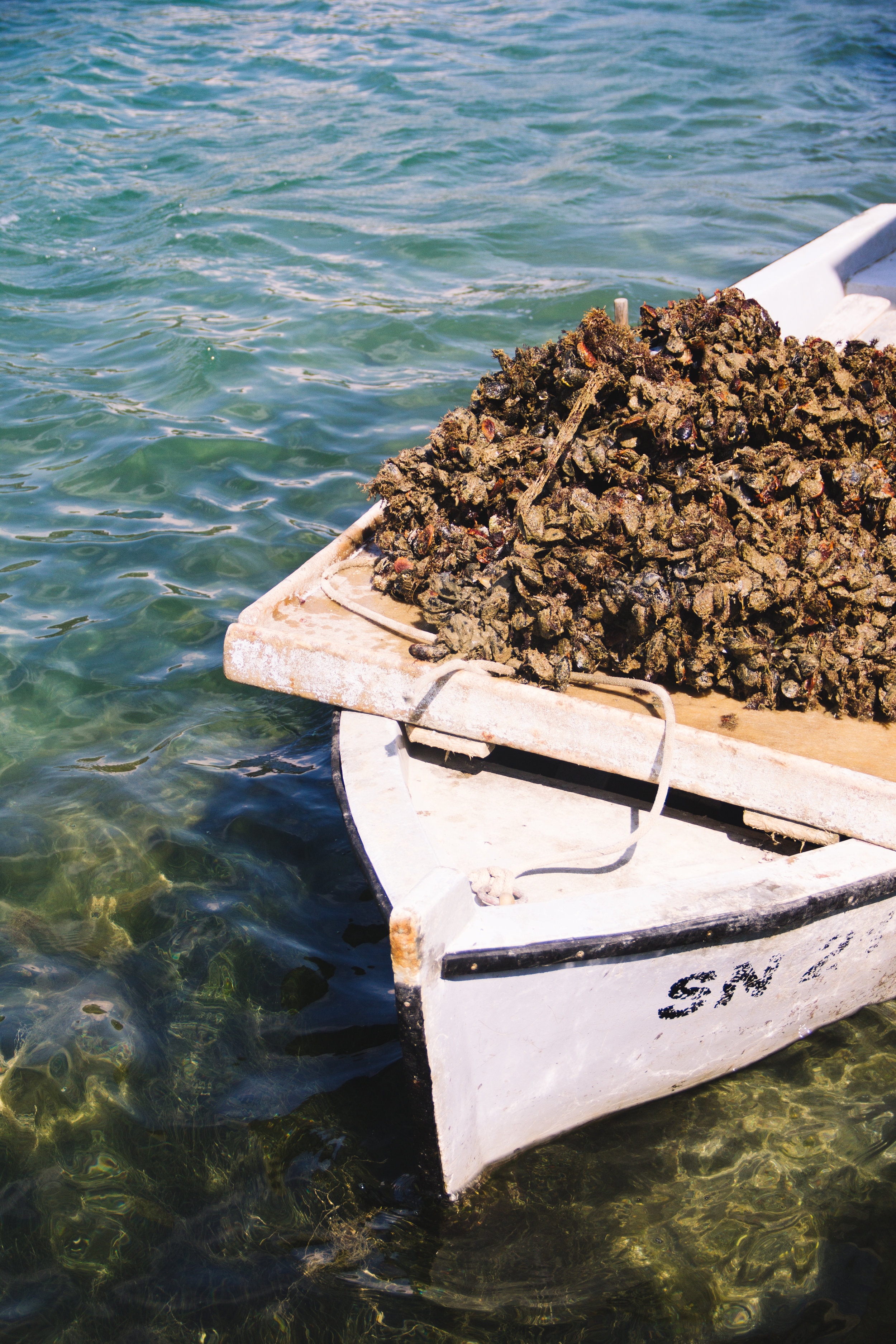 oysters in ston, croatia-13.jpg