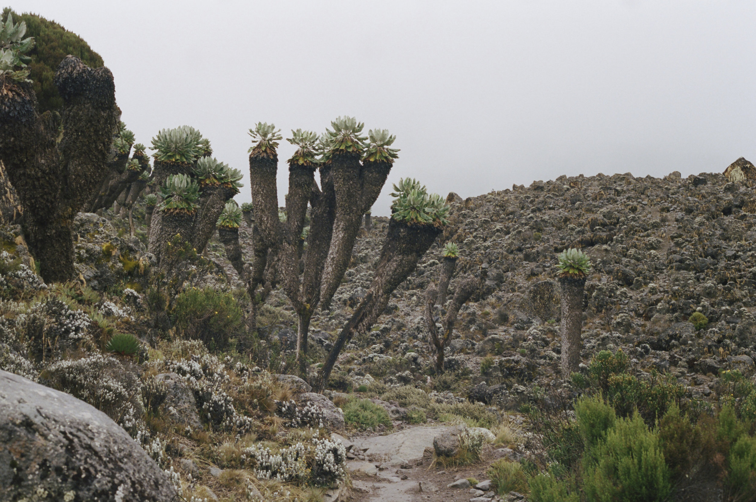 KILI-PHOTO 11.JPG