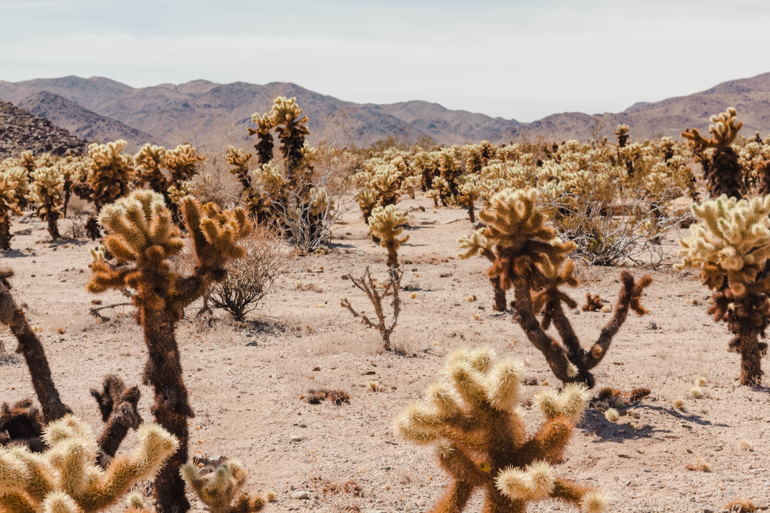 Cholla Garden.jpg