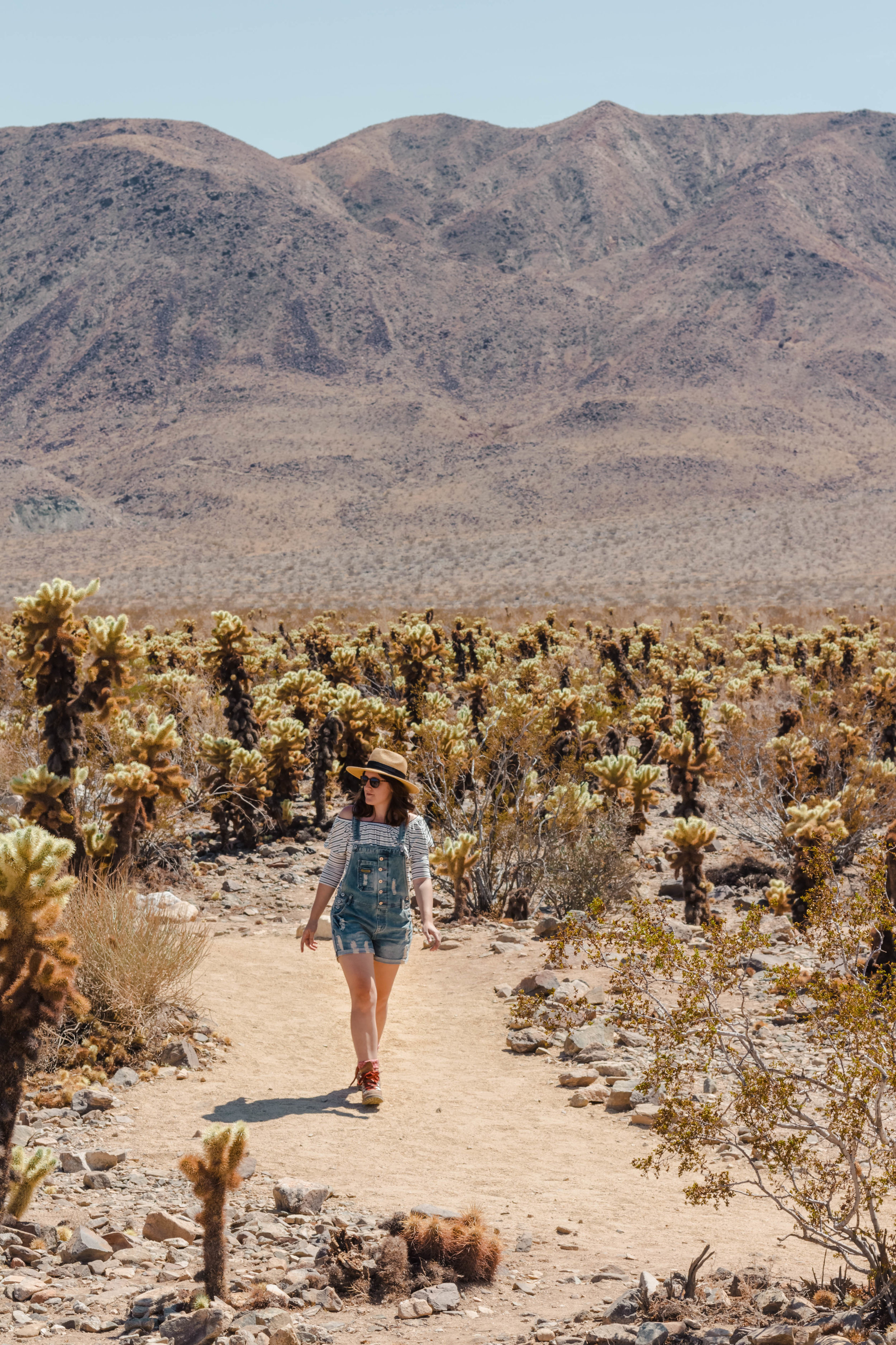 Cholla Garden III.jpg