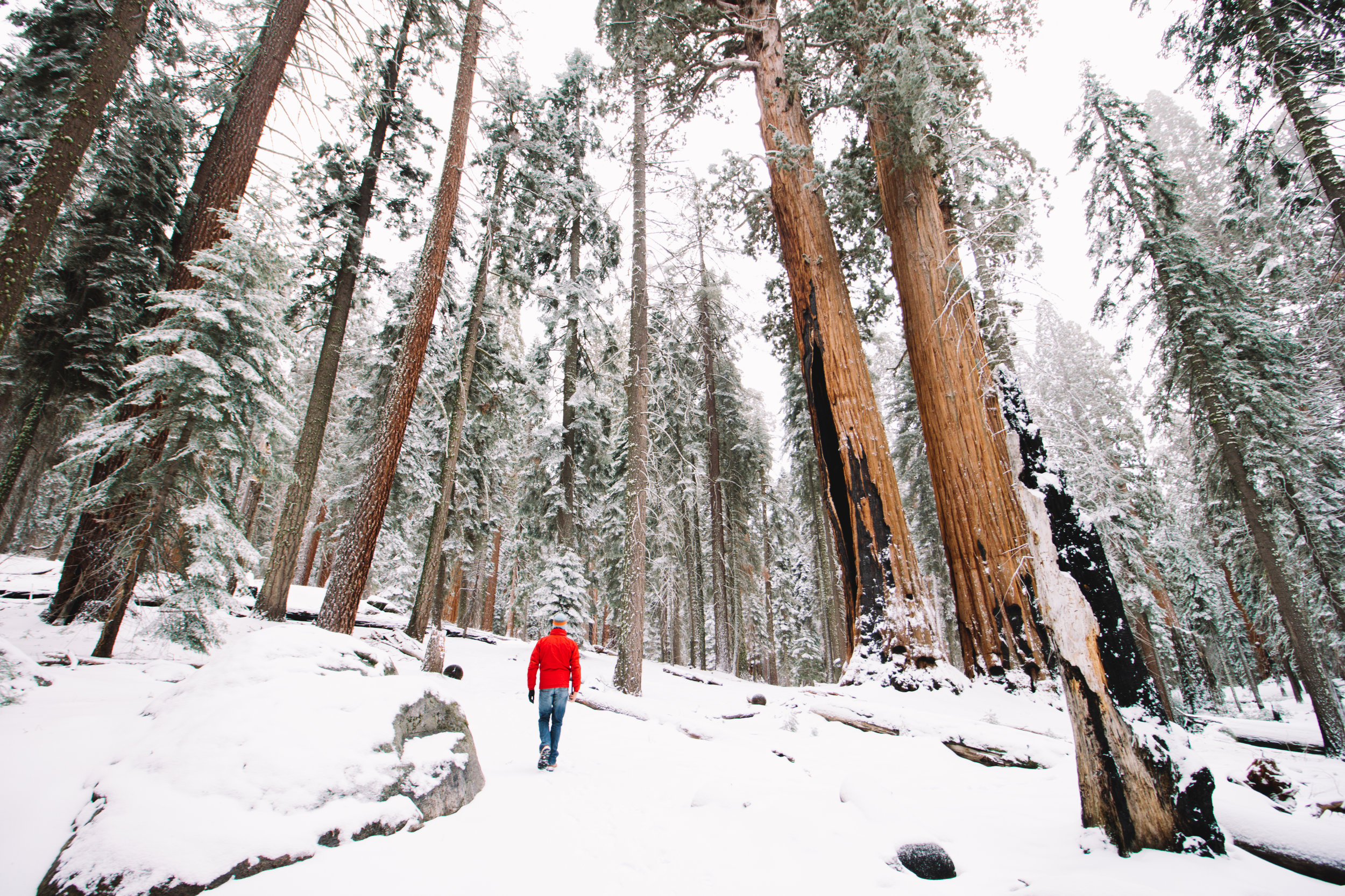 sequoia national park-162.jpg