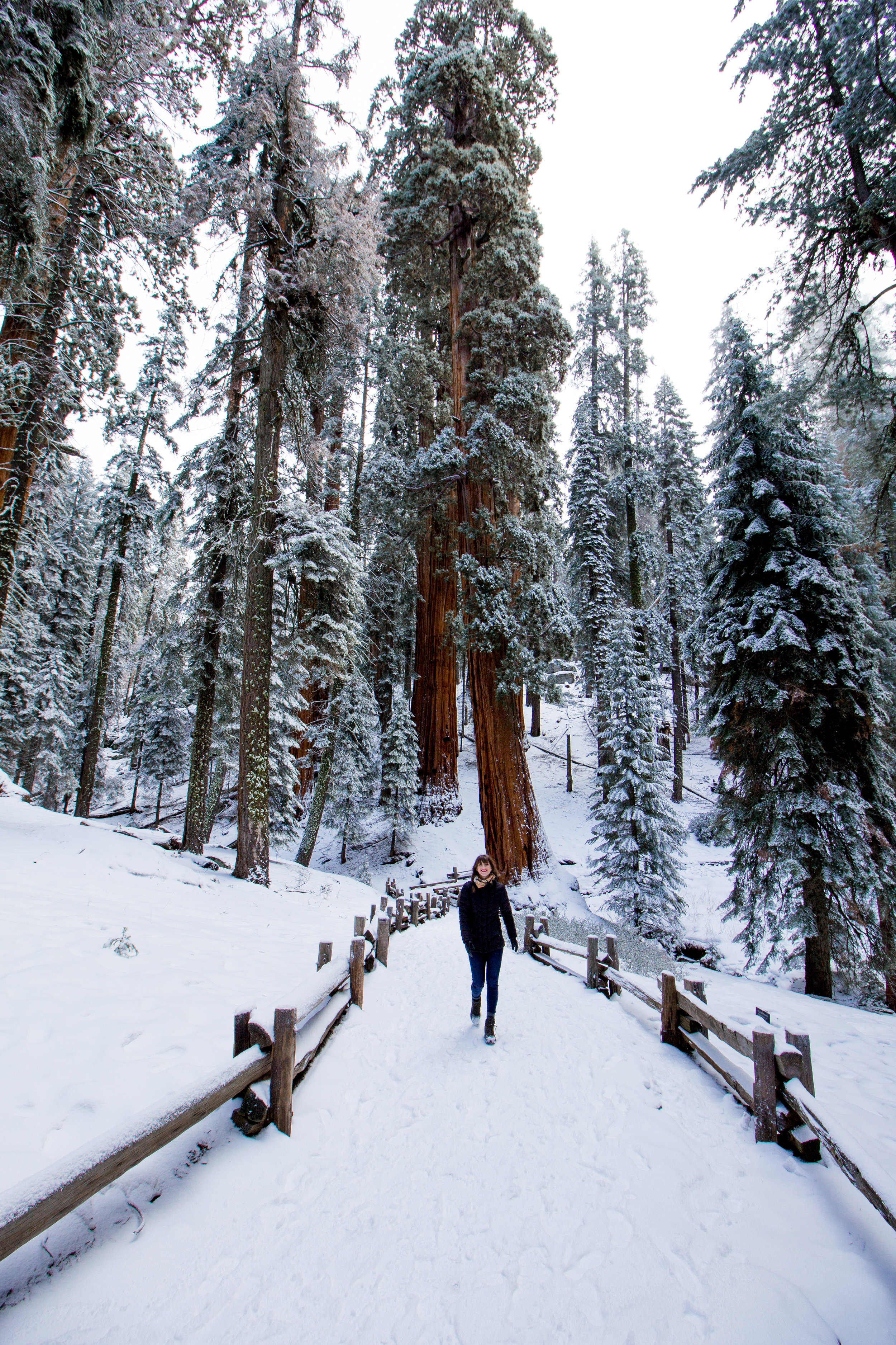 sequoia national park-115.jpg