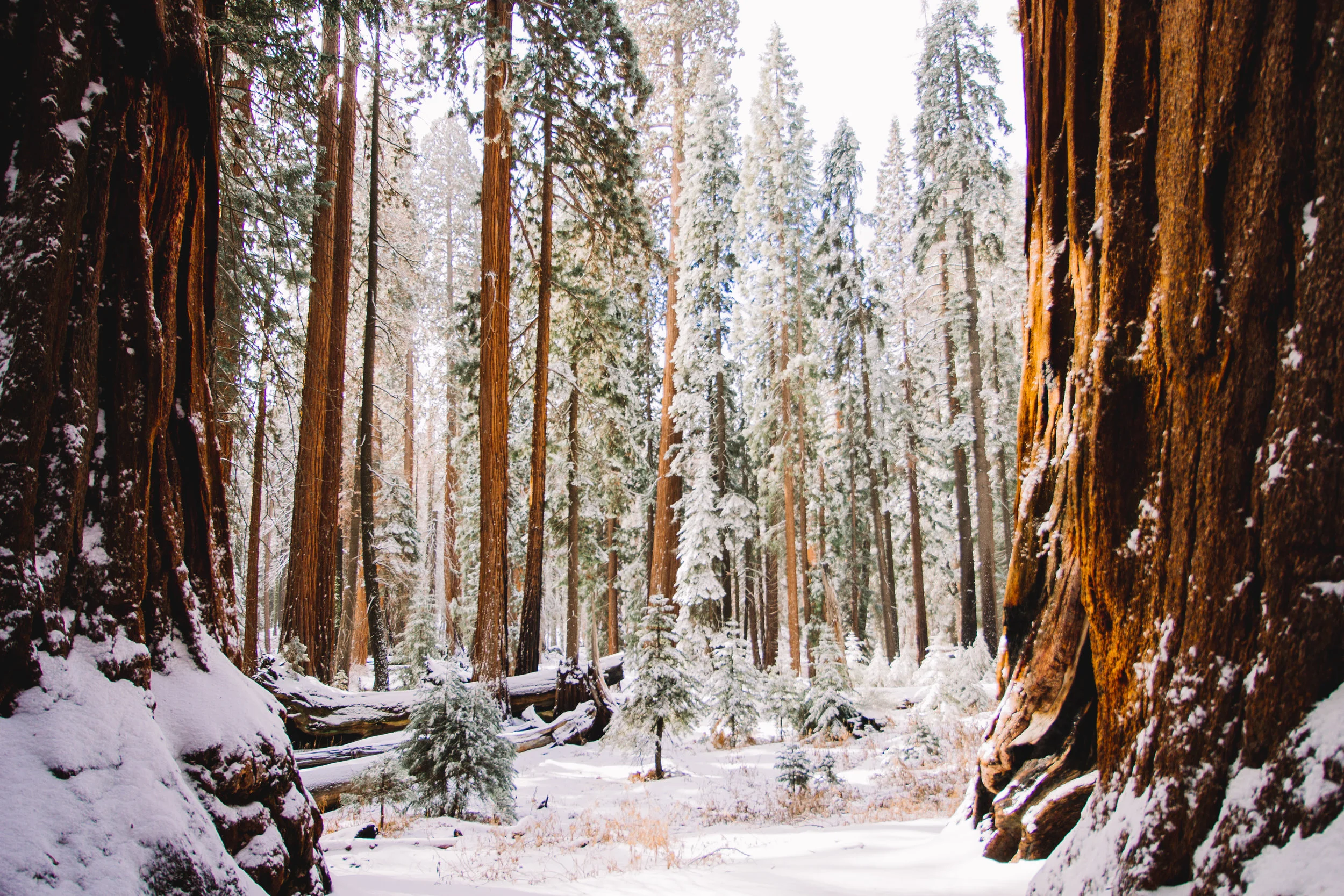 Visiting Kings Canyon Sequoia National Parks In The Winter