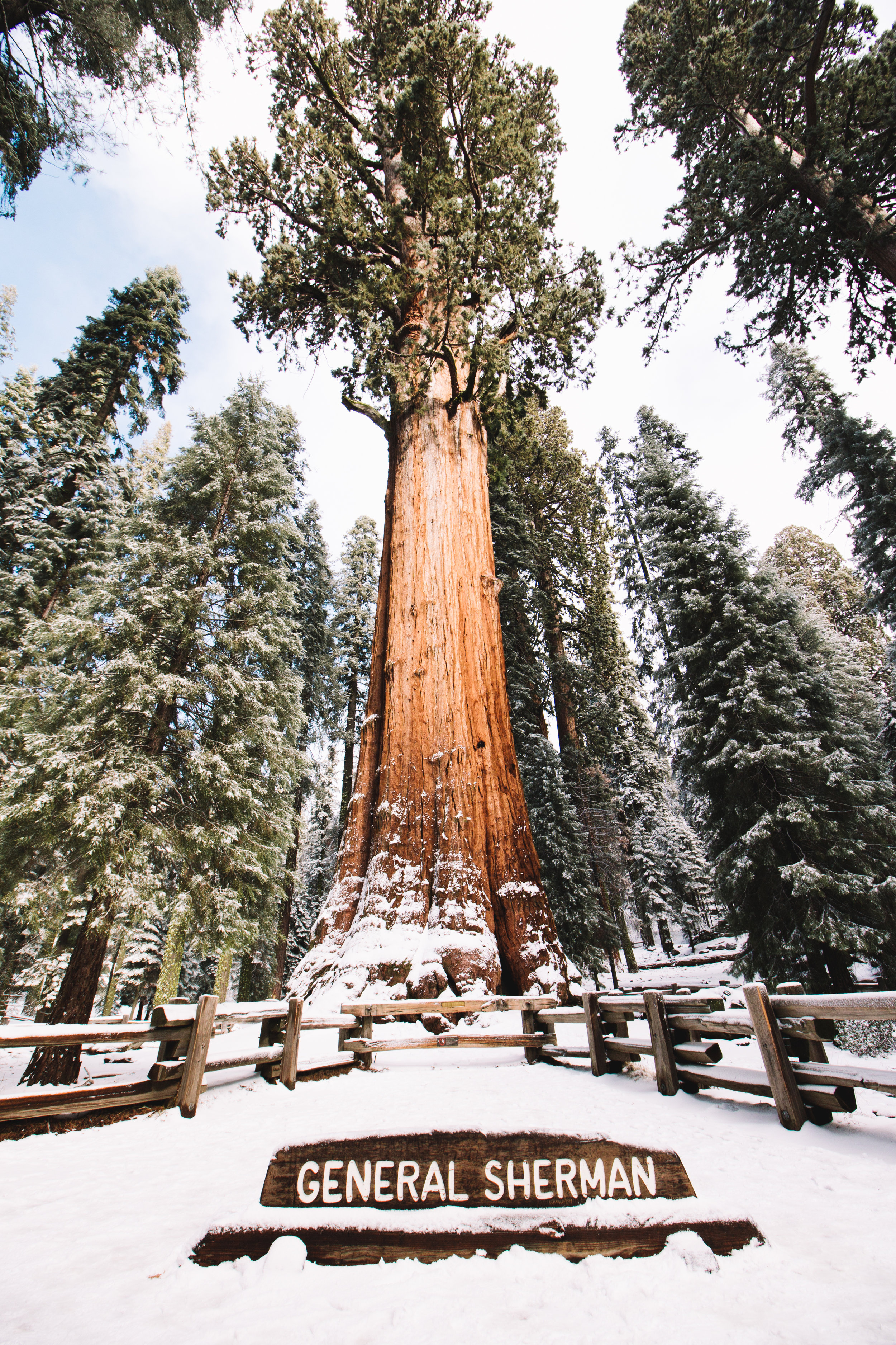 sequoia national park-74.jpg
