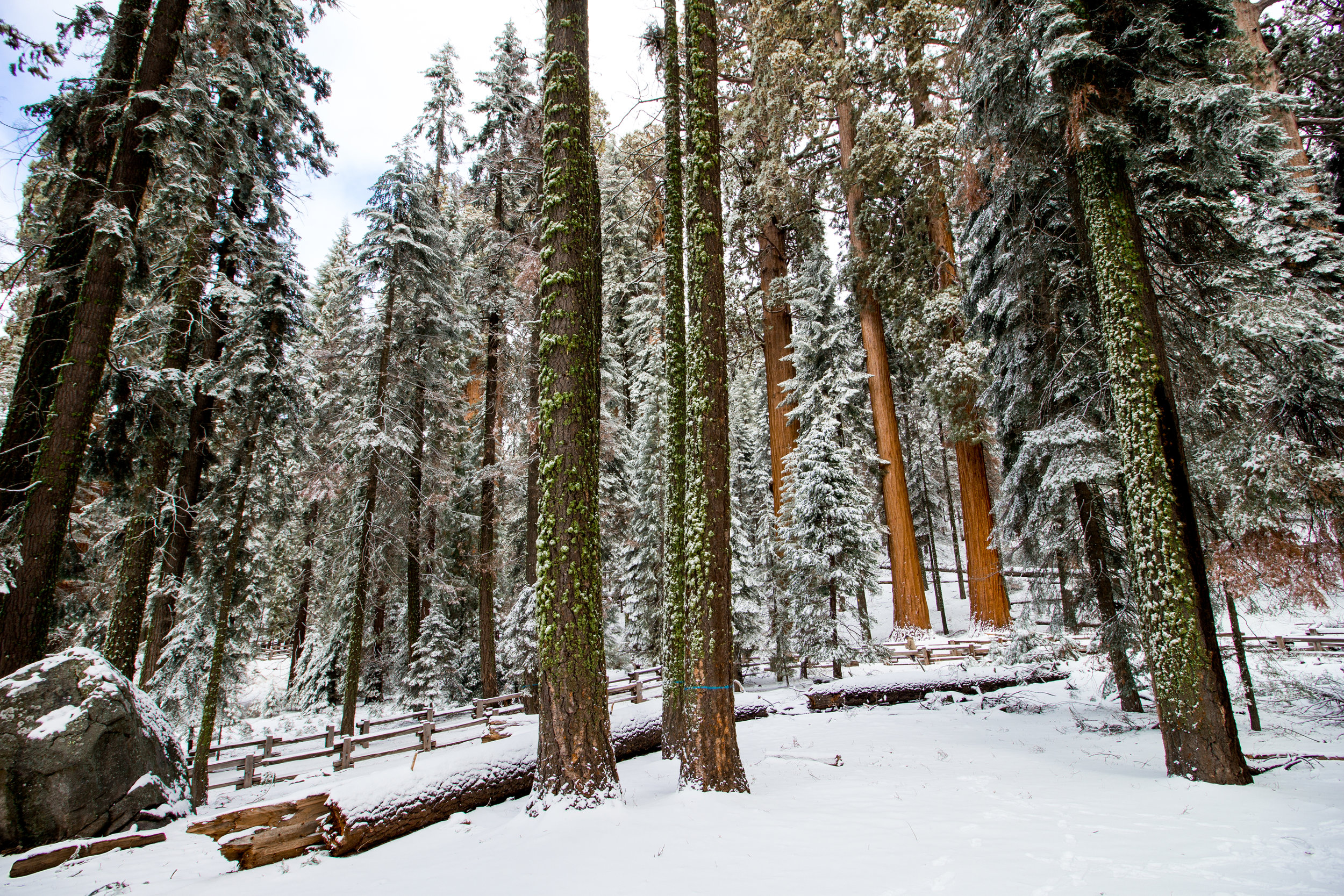 sequoia national park-94.jpg