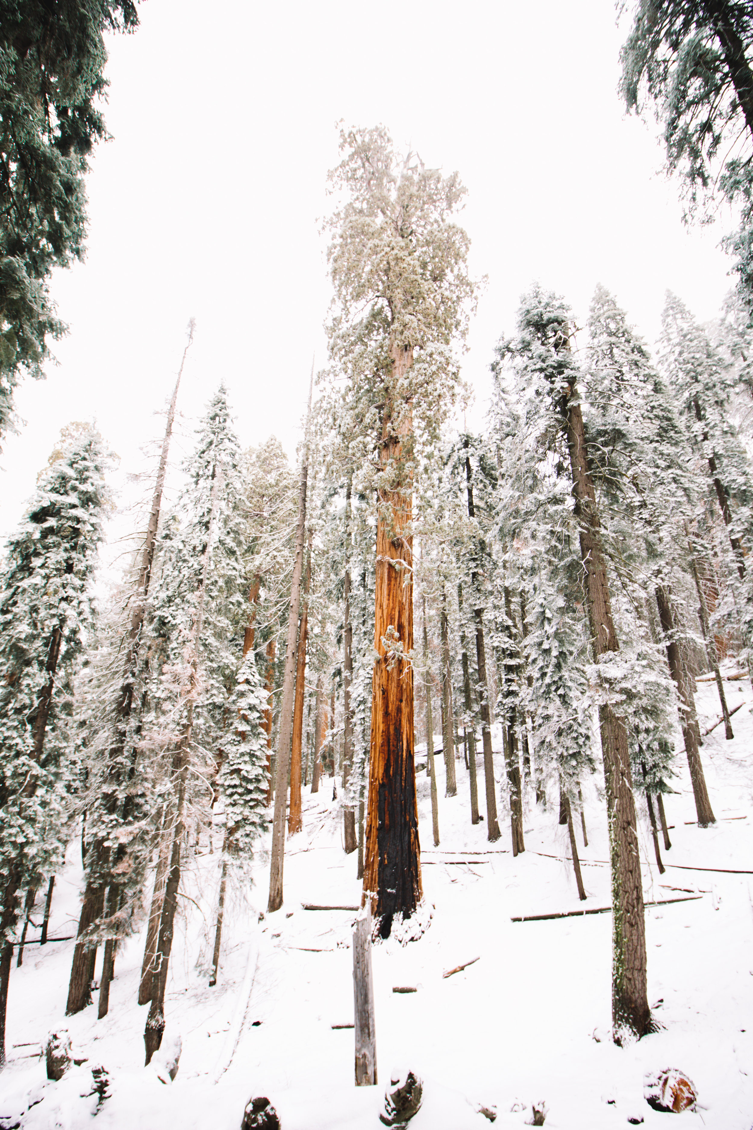 sequoia national park-157.jpg
