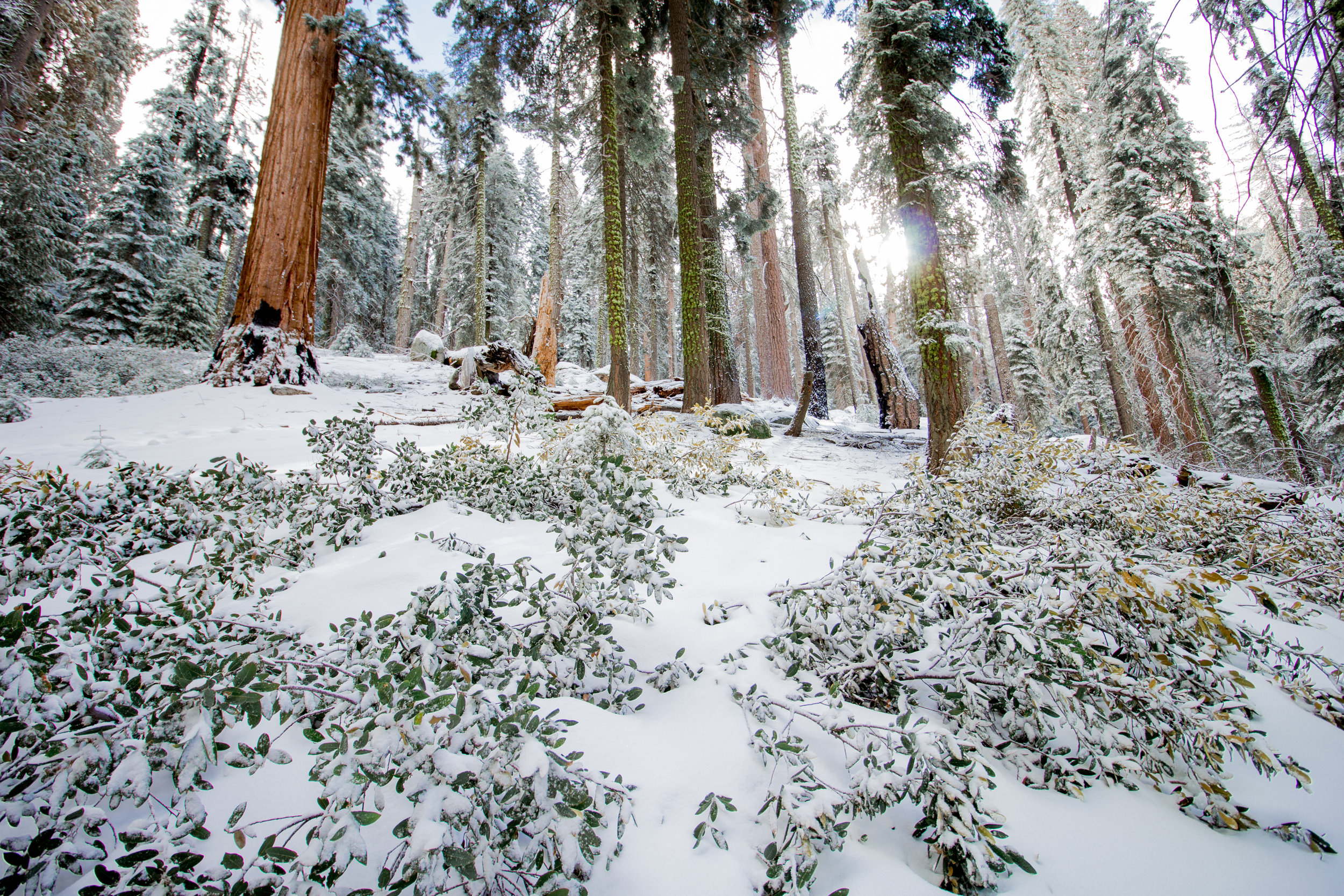 sequoia national park-142.jpg