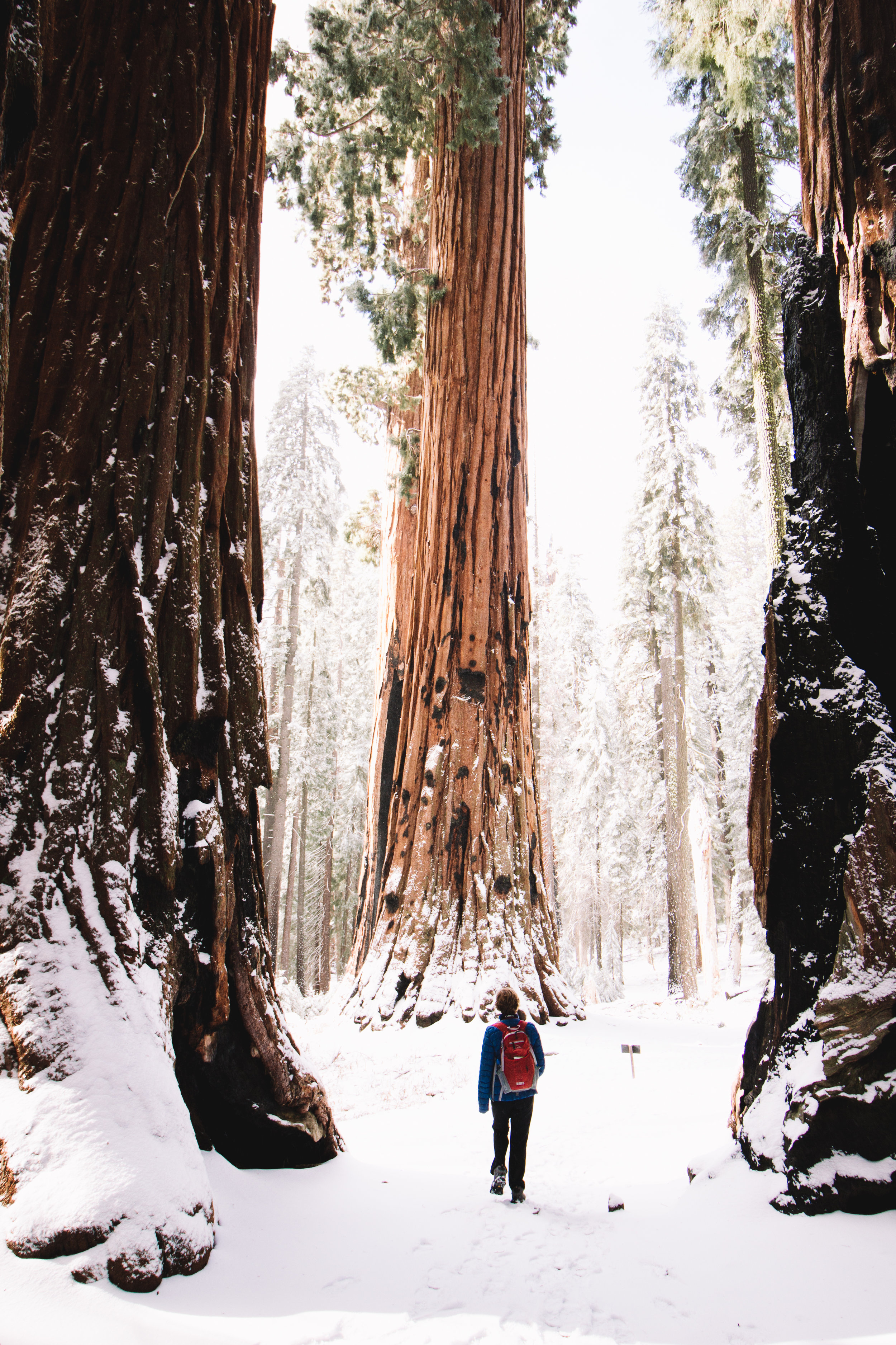 sequoia national park-206.jpg