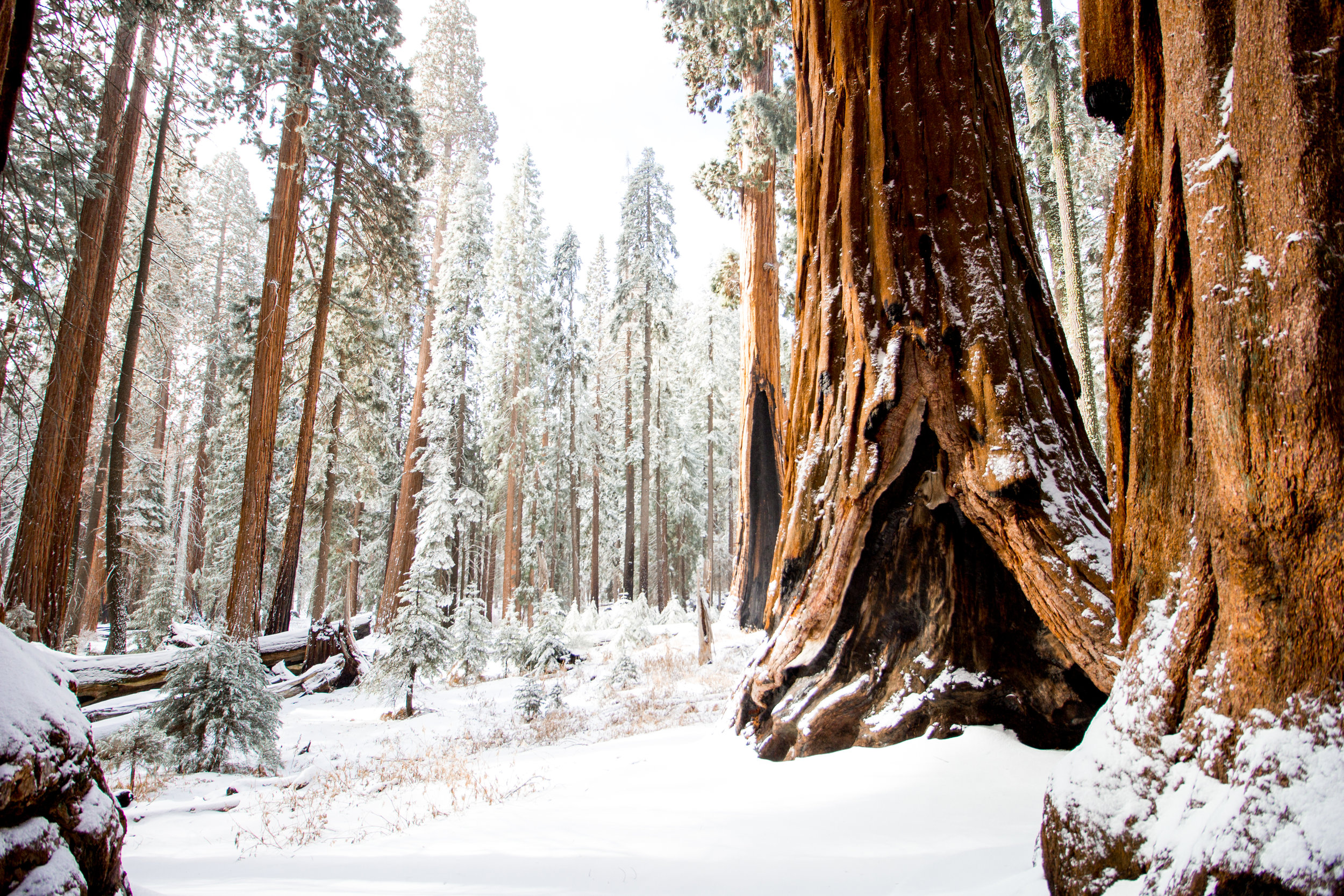 sequoia national park-213.jpg