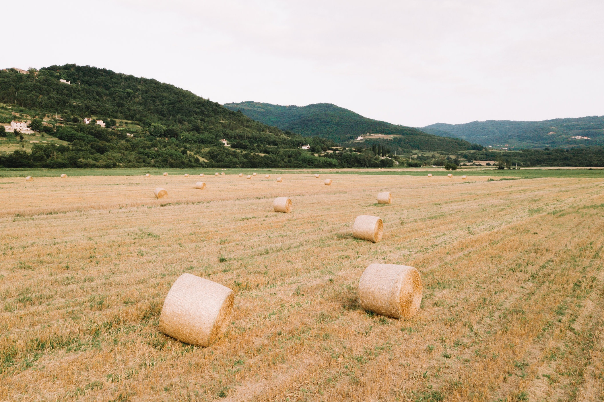 Hay bales in an Istria field