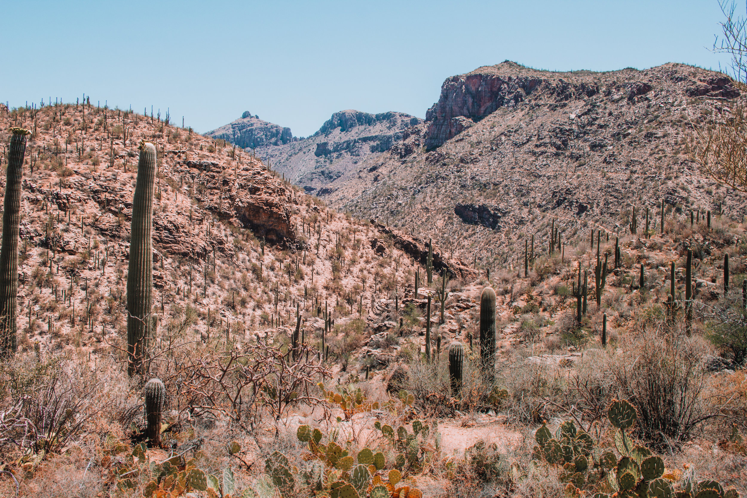 Sabino Canyon, Tucson-32.jpg