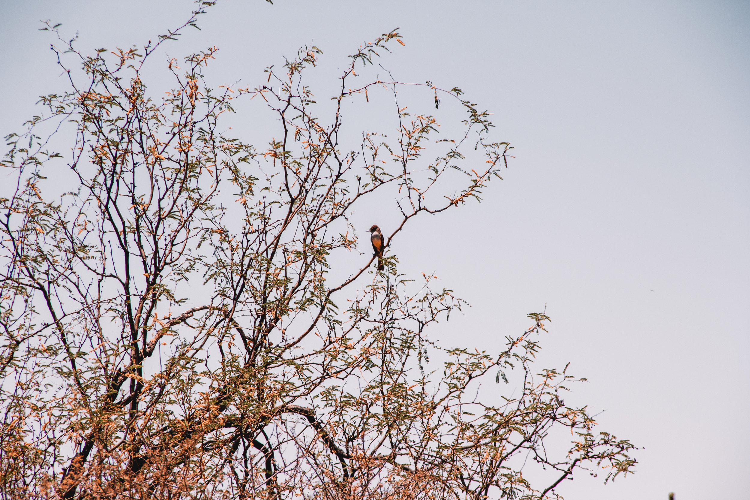 Sabino Canyon, Tucson-49.jpg